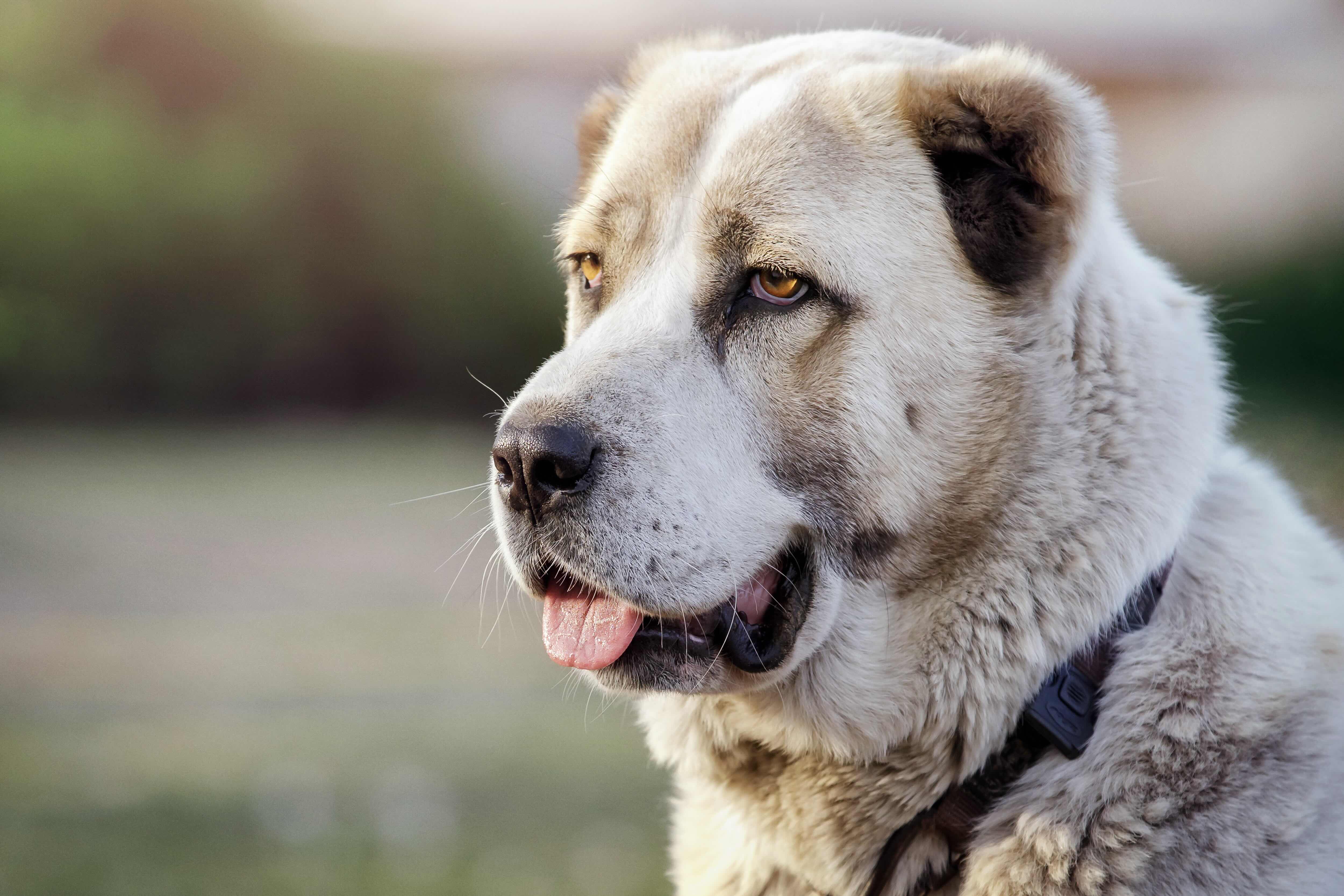 portrait of a central asian shepherd dog