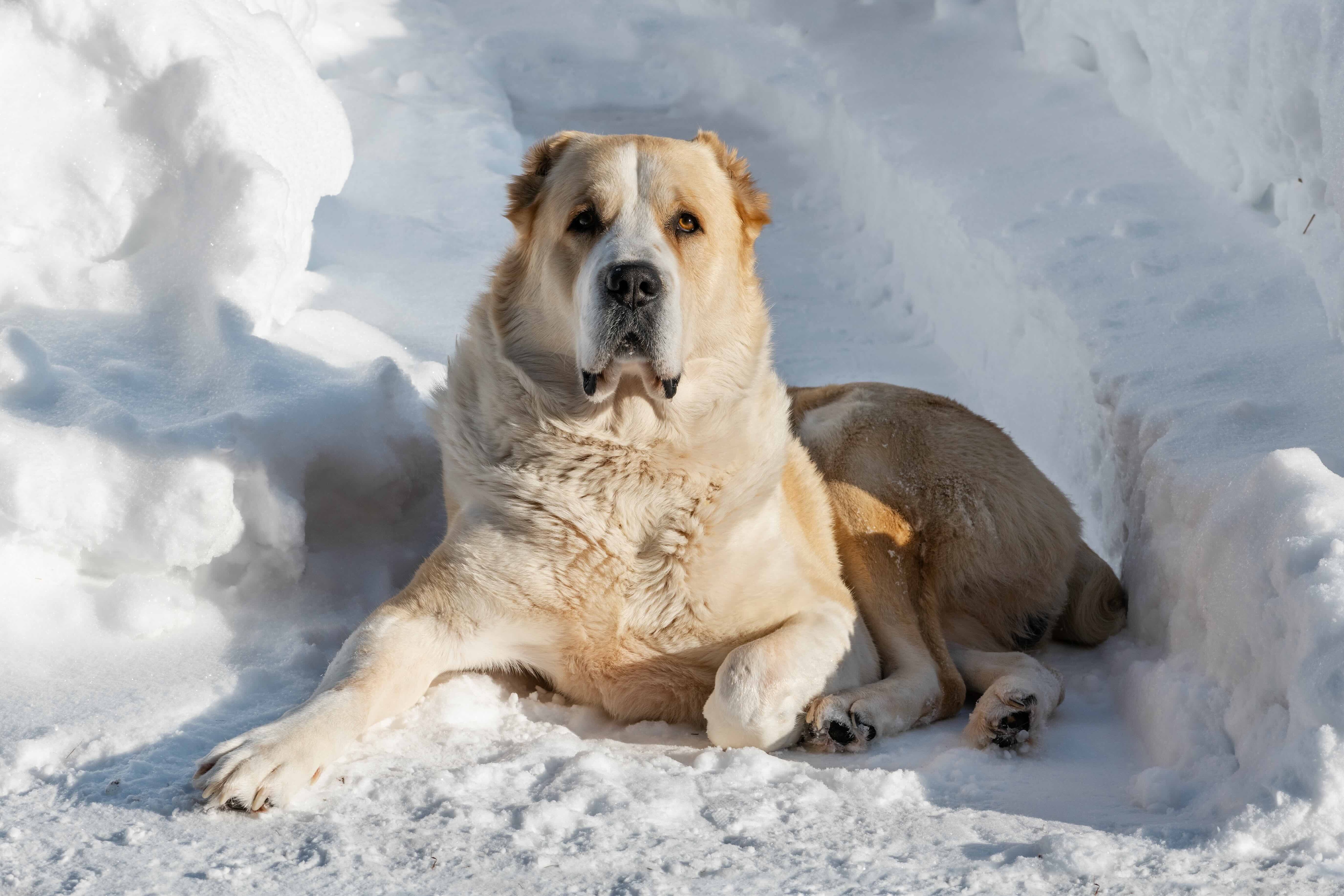 tan and white central asian shepherd dog lying in snow