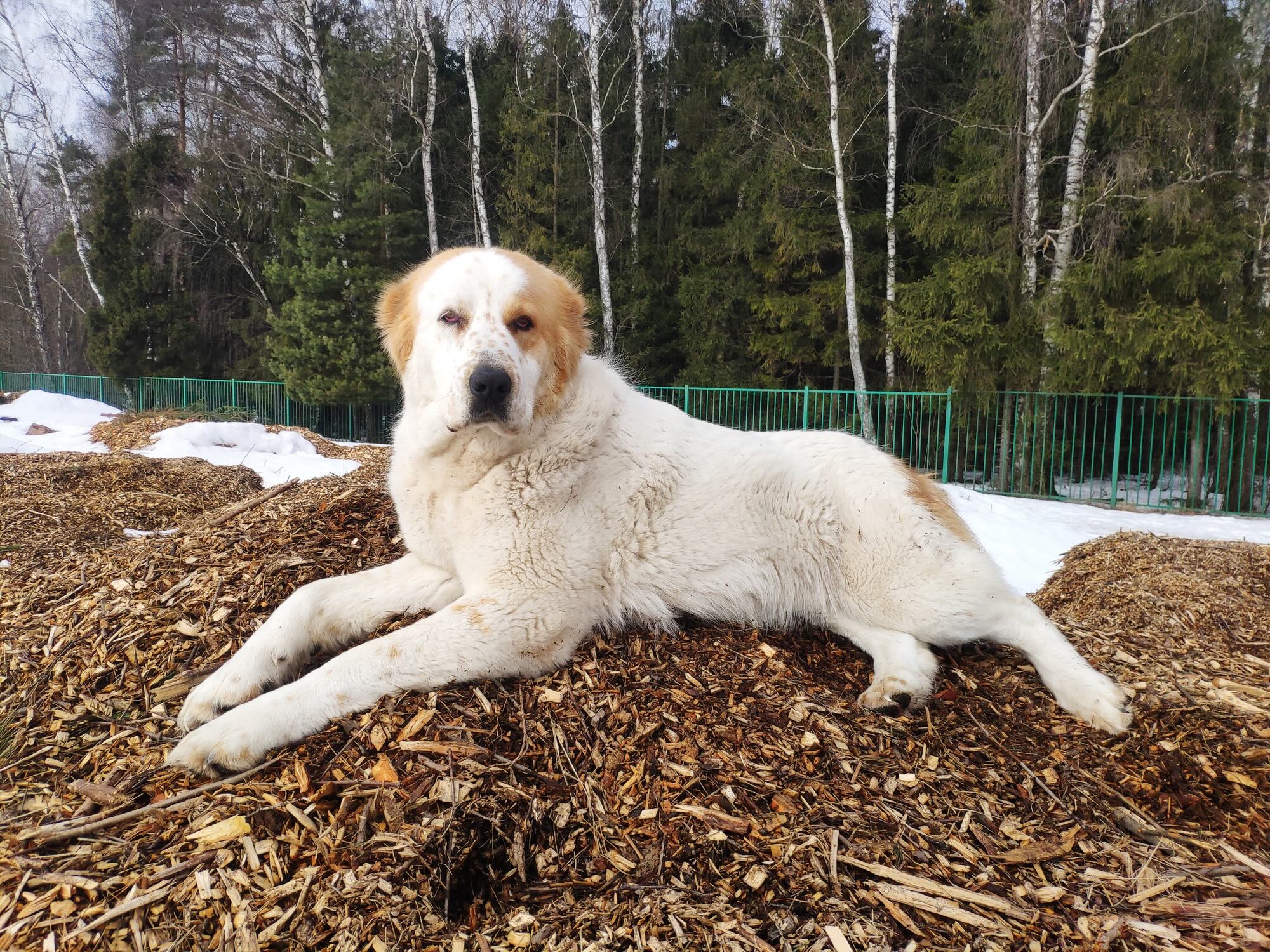 red and white central asian shepherd dog lying on top of woodchips