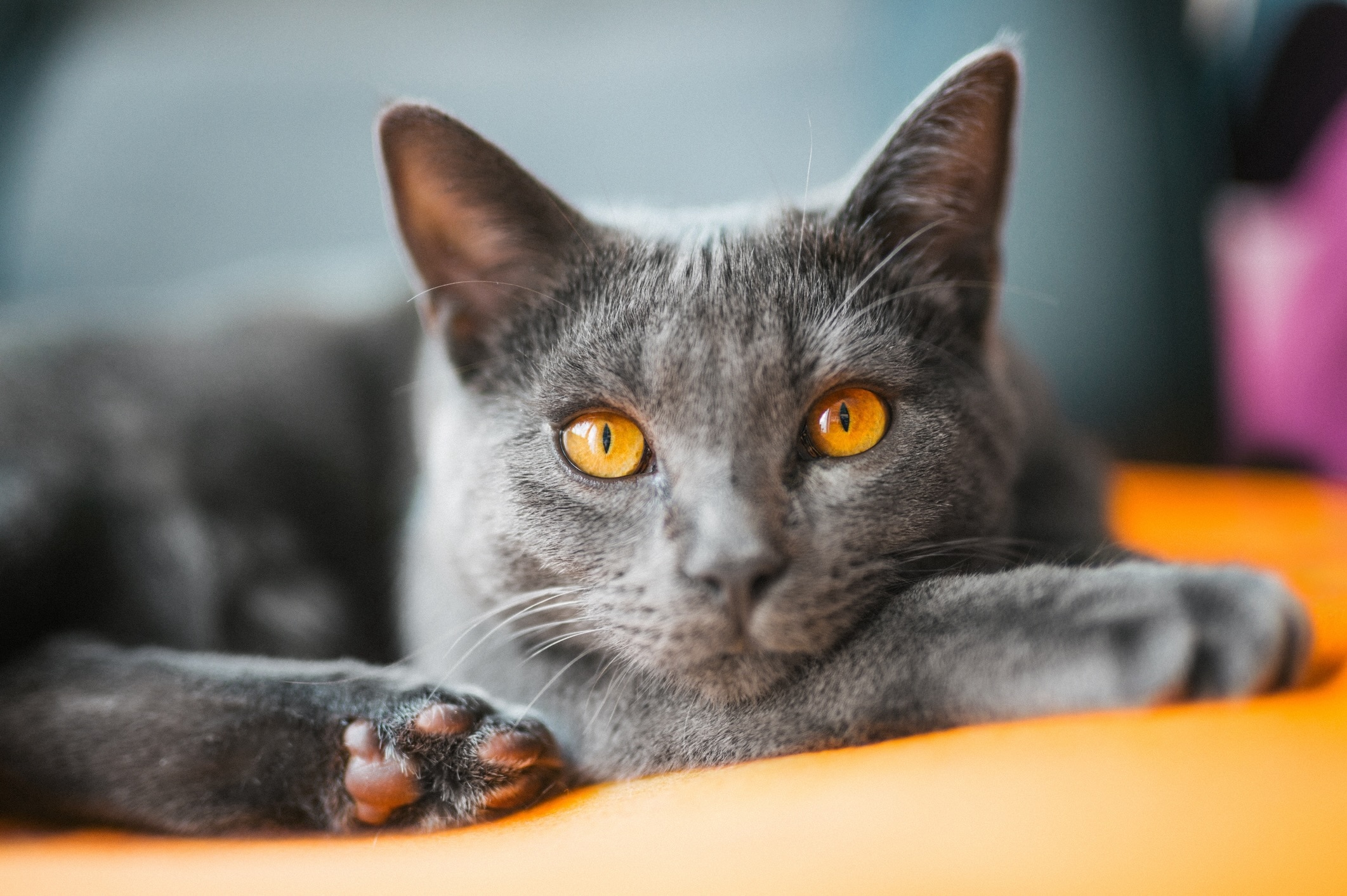 close-up of a chartreux cat lying down