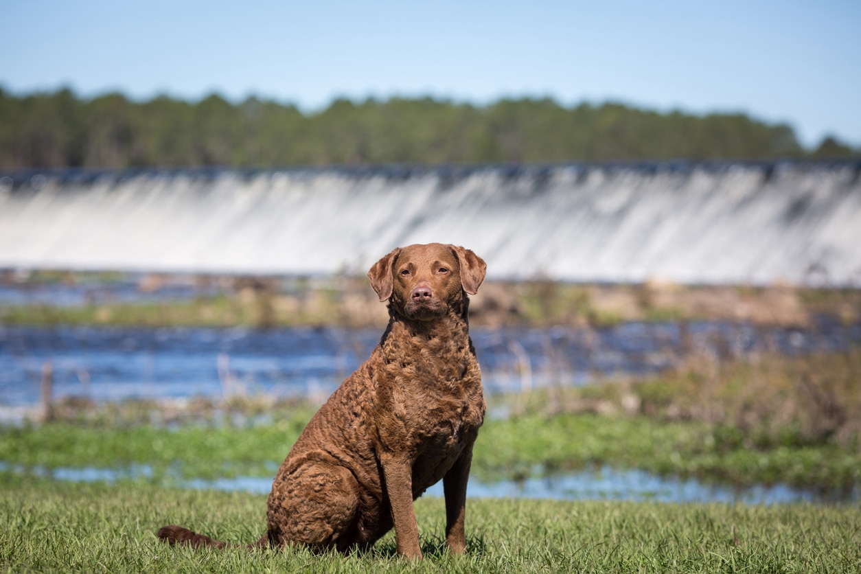 brown chesapeake bay retriever sitting in a marshy environment