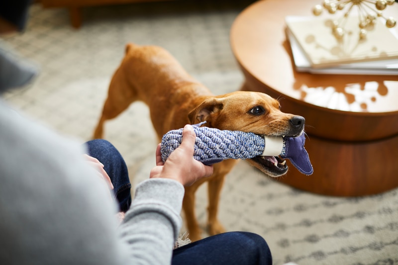 dog gives pet parent their stuffed toy