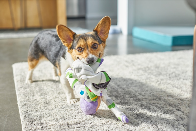 a corgi dog holds their stuffed toy in their mouth