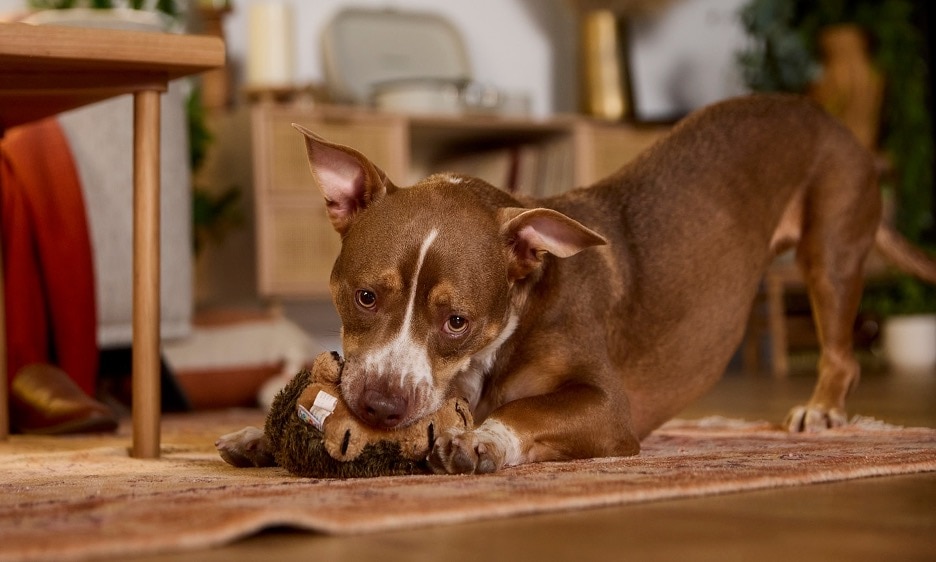 dog plays with stuffed toy