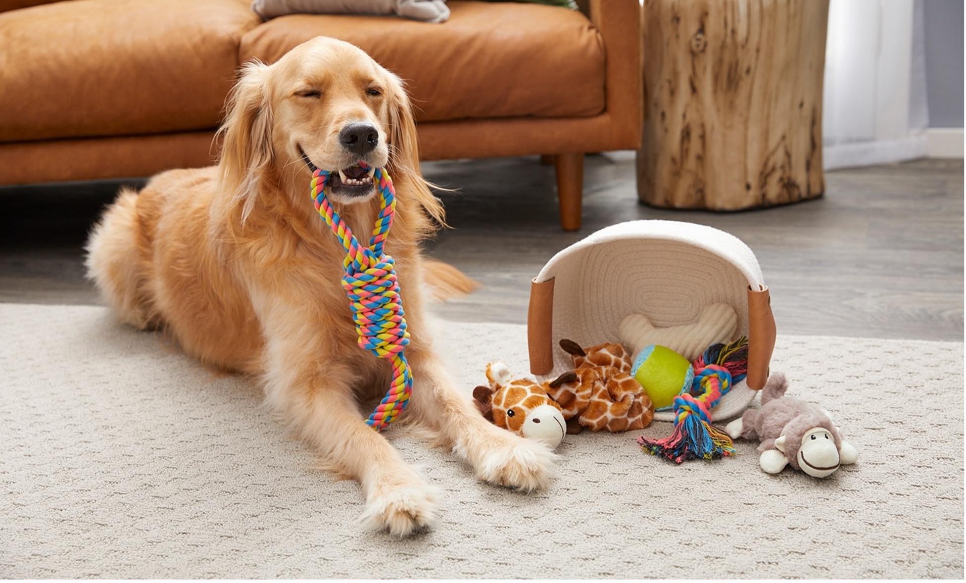 golden dog smiles with chewy toy and toy basket
