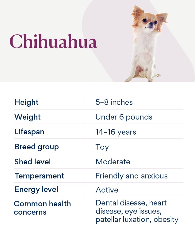 How long do chihuahuas cheap live in human years