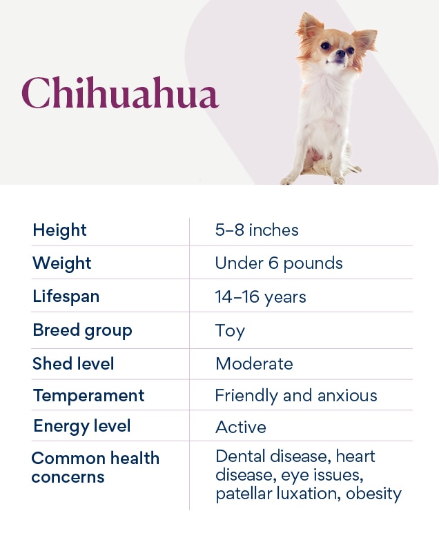 chart depicting a chihuahua's characteristics