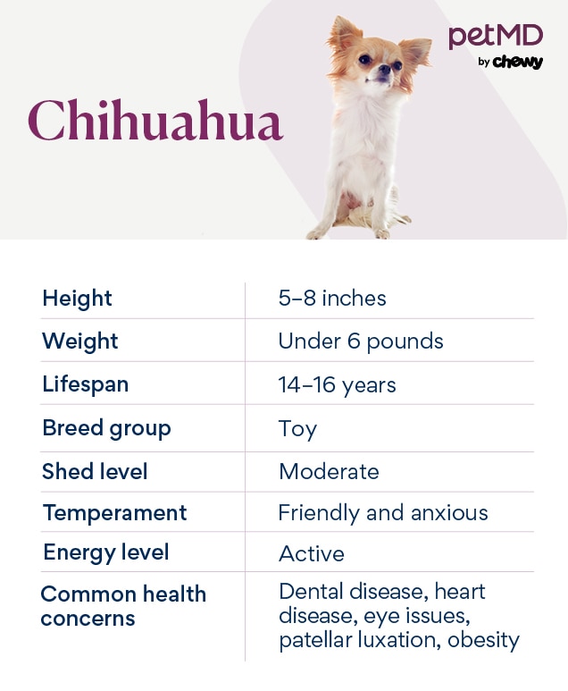 Chihuahua Dog Breed Health and Care PetMD