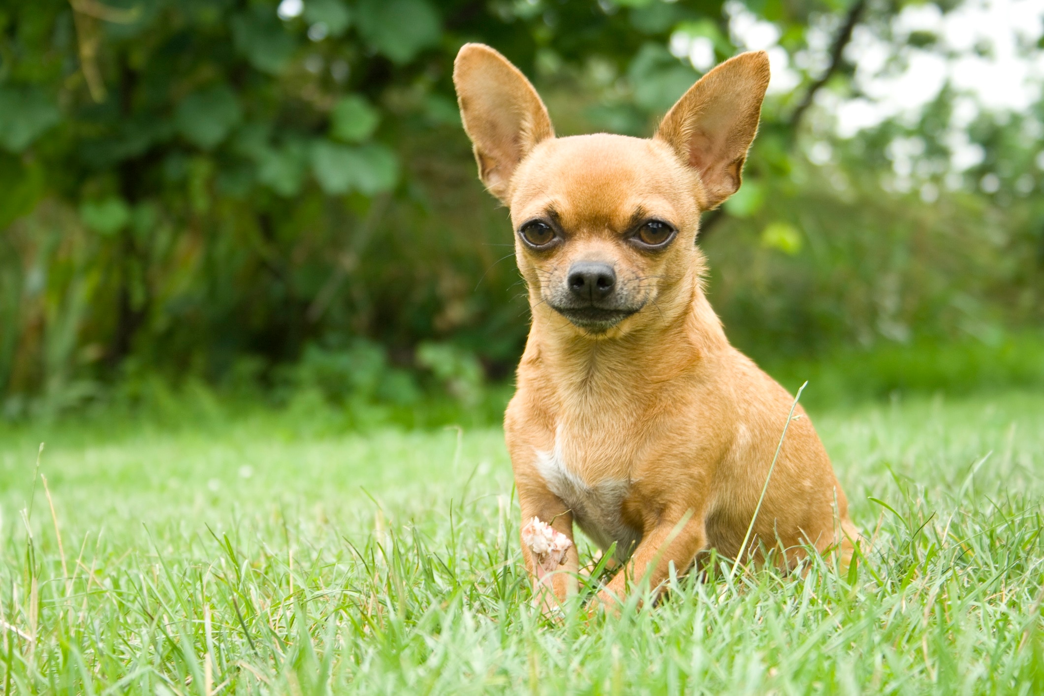 brown short-haired chihuahua sitting in grass
