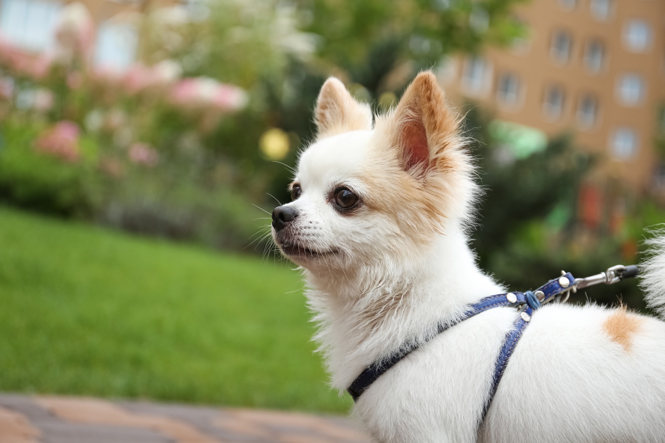 Chihuahua potty best sale training problems