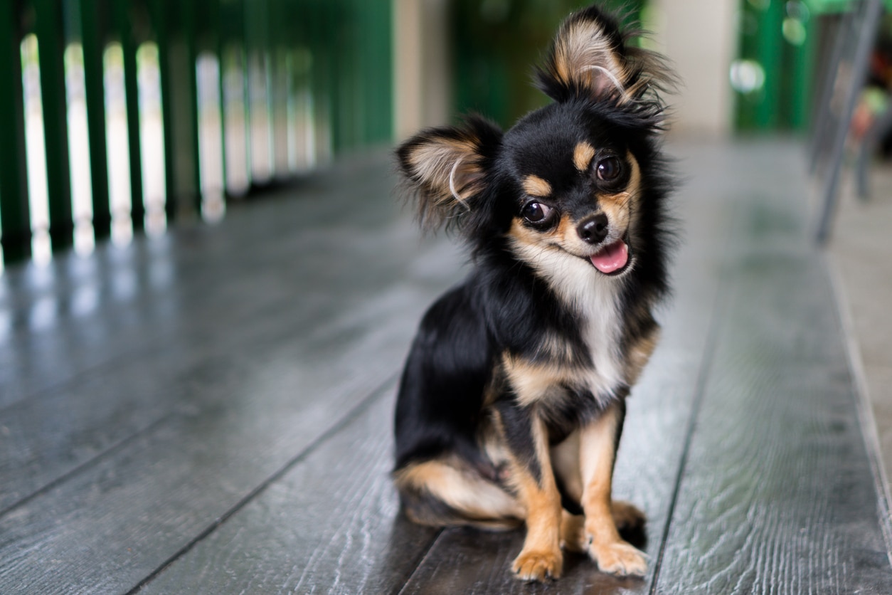 black, tan, and white long-haired chihuahua sitting 