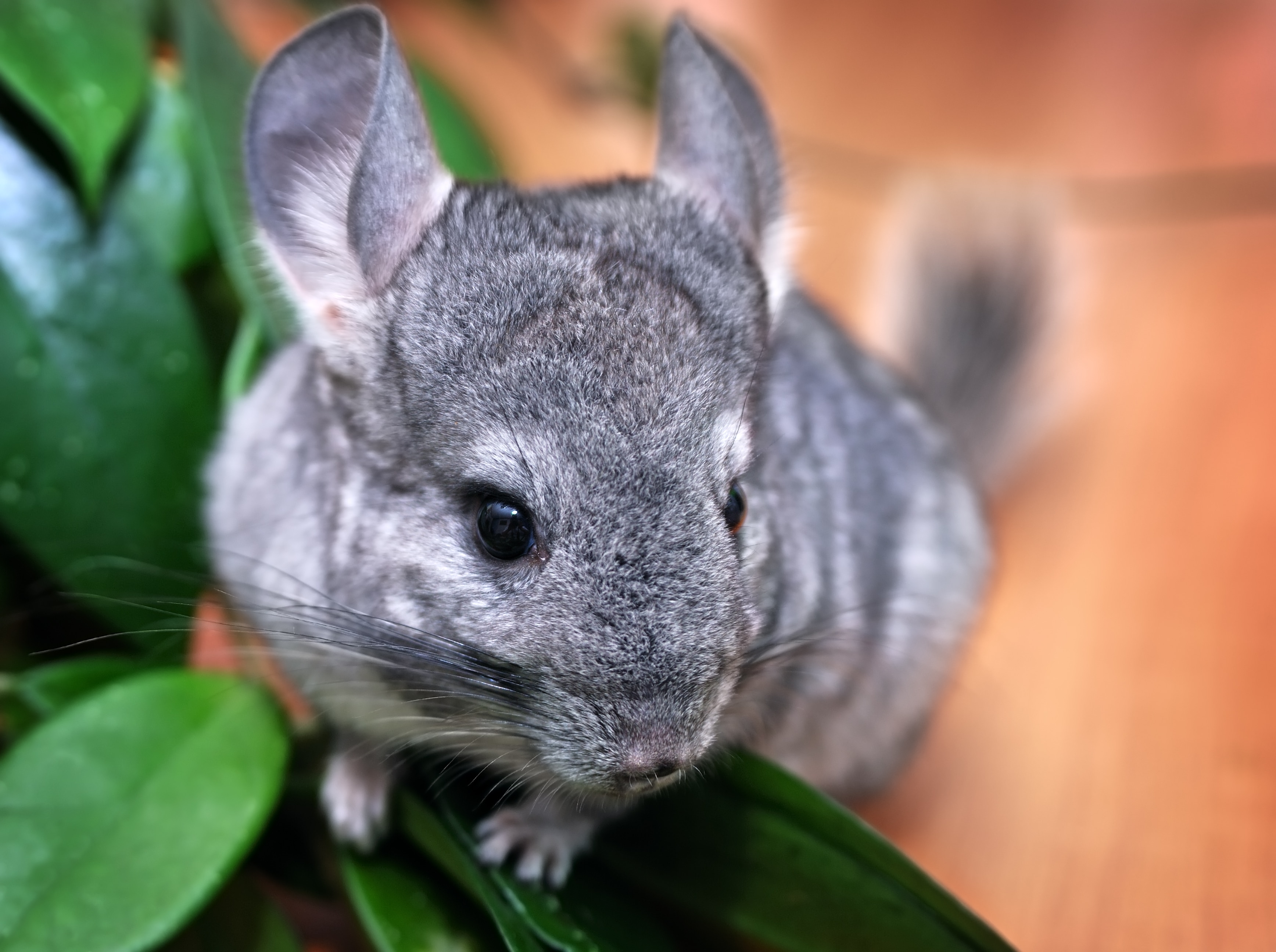 Chinchilla in leaves