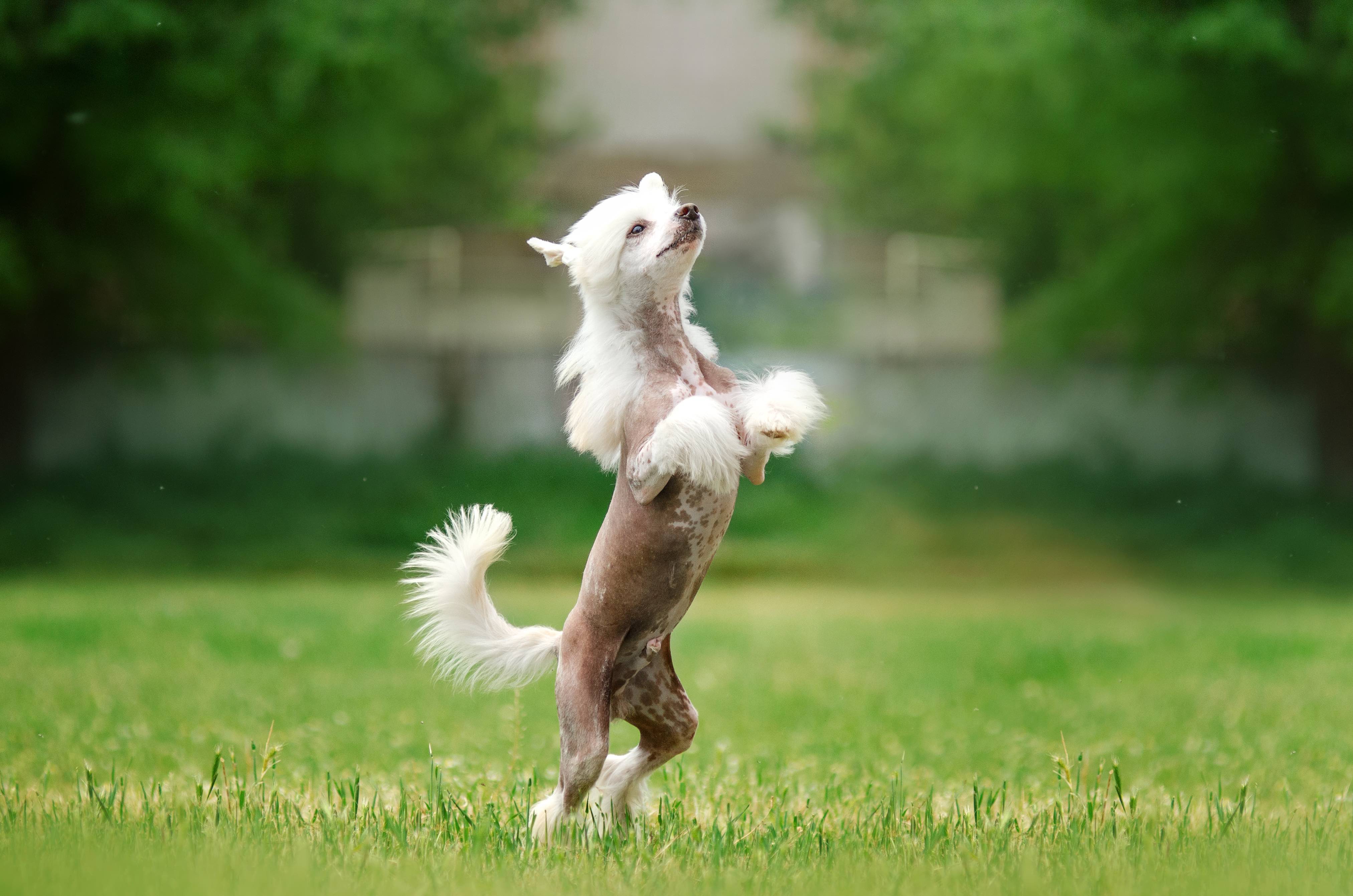 hairless chinese crested dog standing on its hind legs in grass