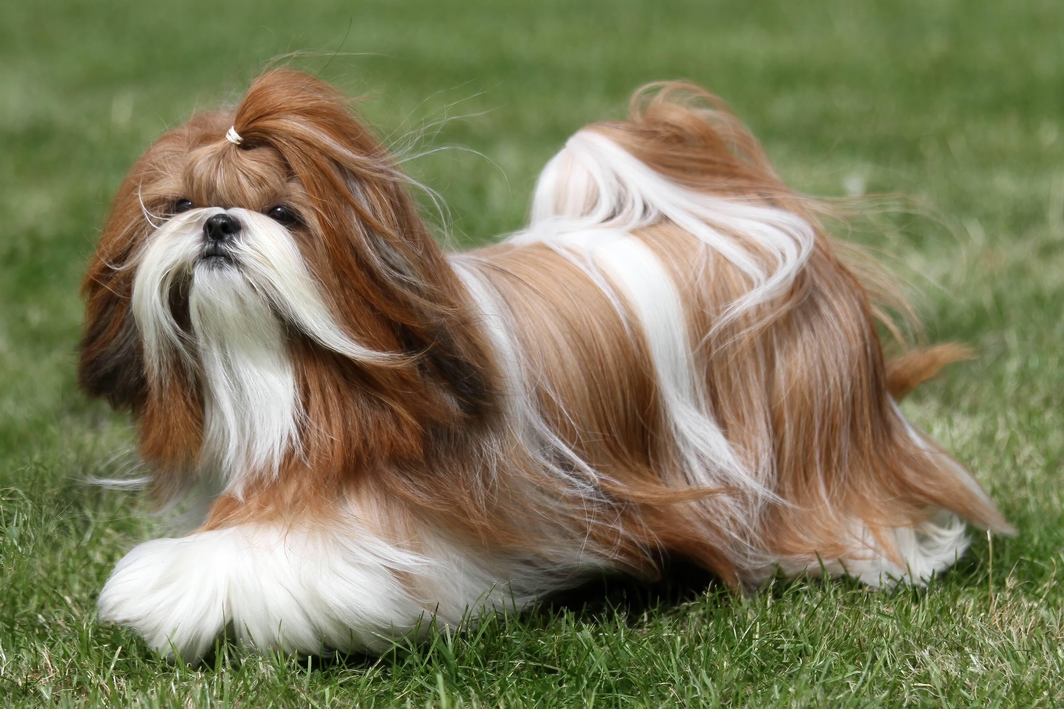 a white and brown shih tzu, a chinese dog breed, with long hair walking through grass