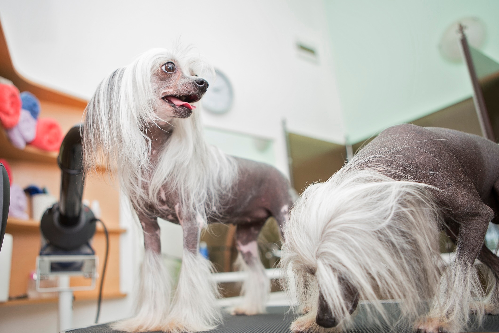 two chinese cresteds, a chinese dog breed, standing on a grooming table