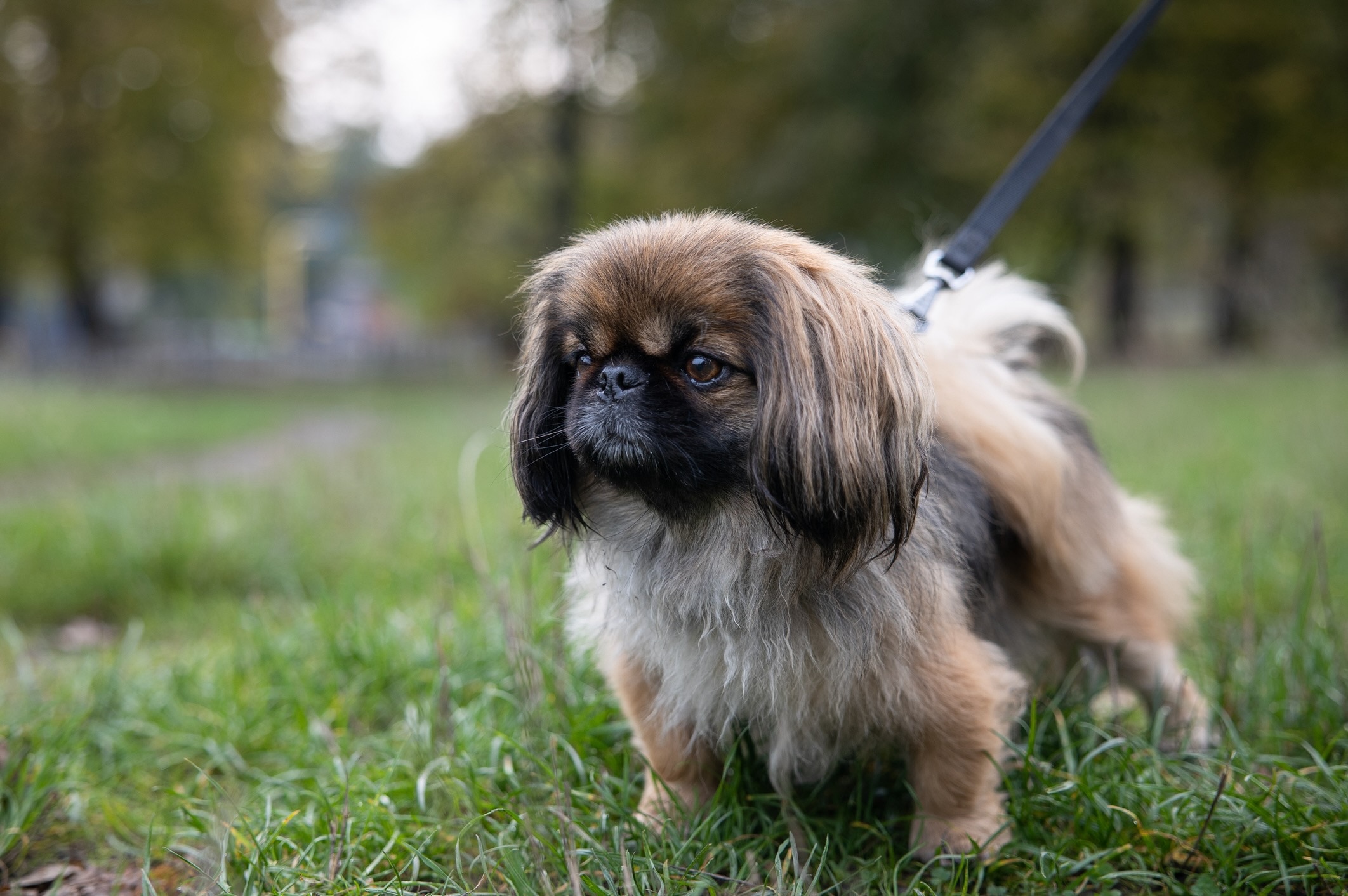 brown and black pekingese, a chinese dog breed, on a walk and standing in grass