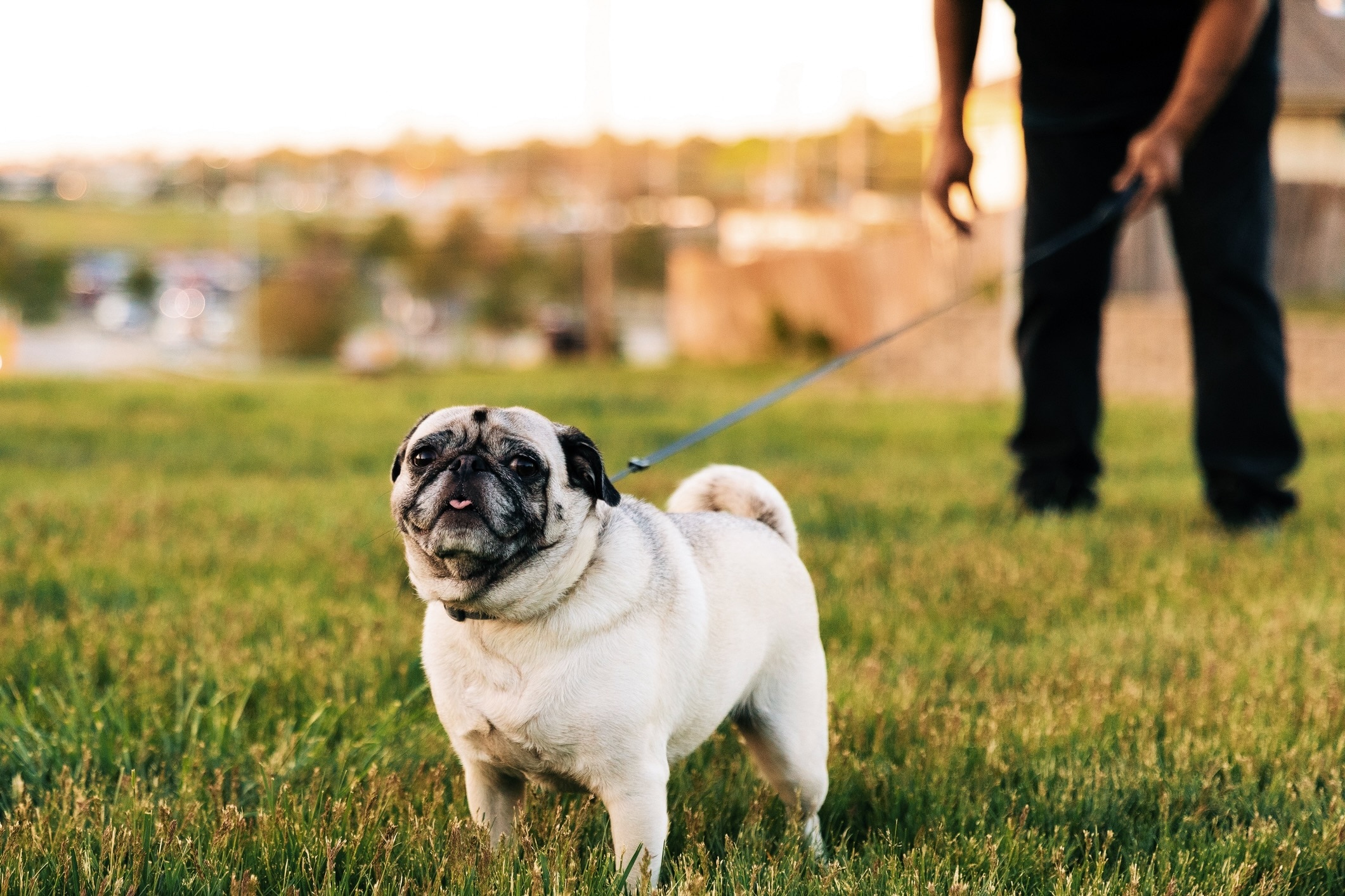 elderly pug dog, a chinese dog breed, on a leash at sunset