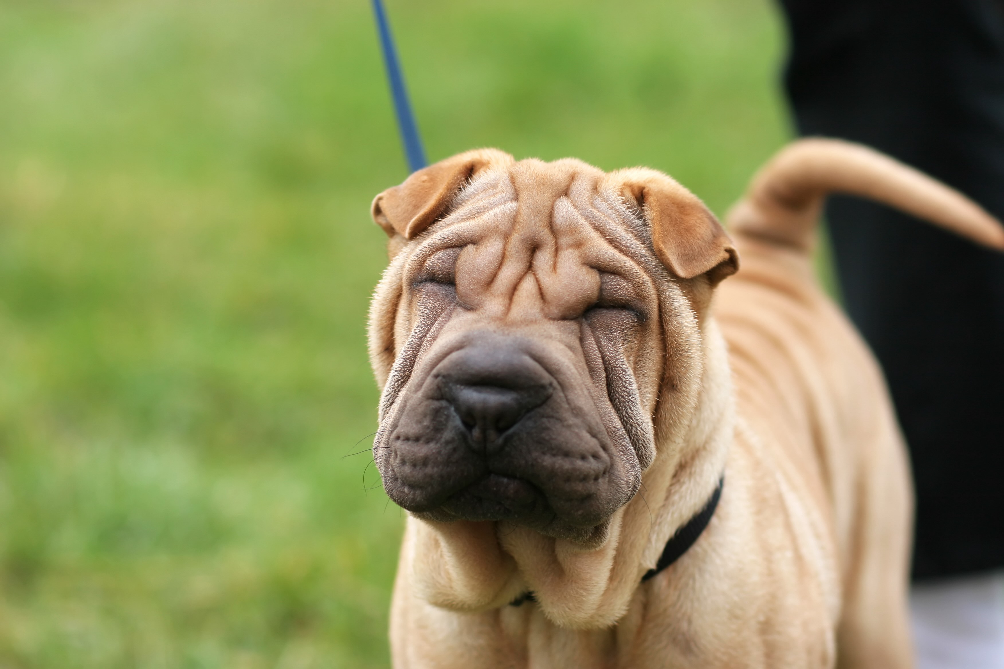 close-up of a brown chinese shar-pei, a chinese dog breed, on a leash