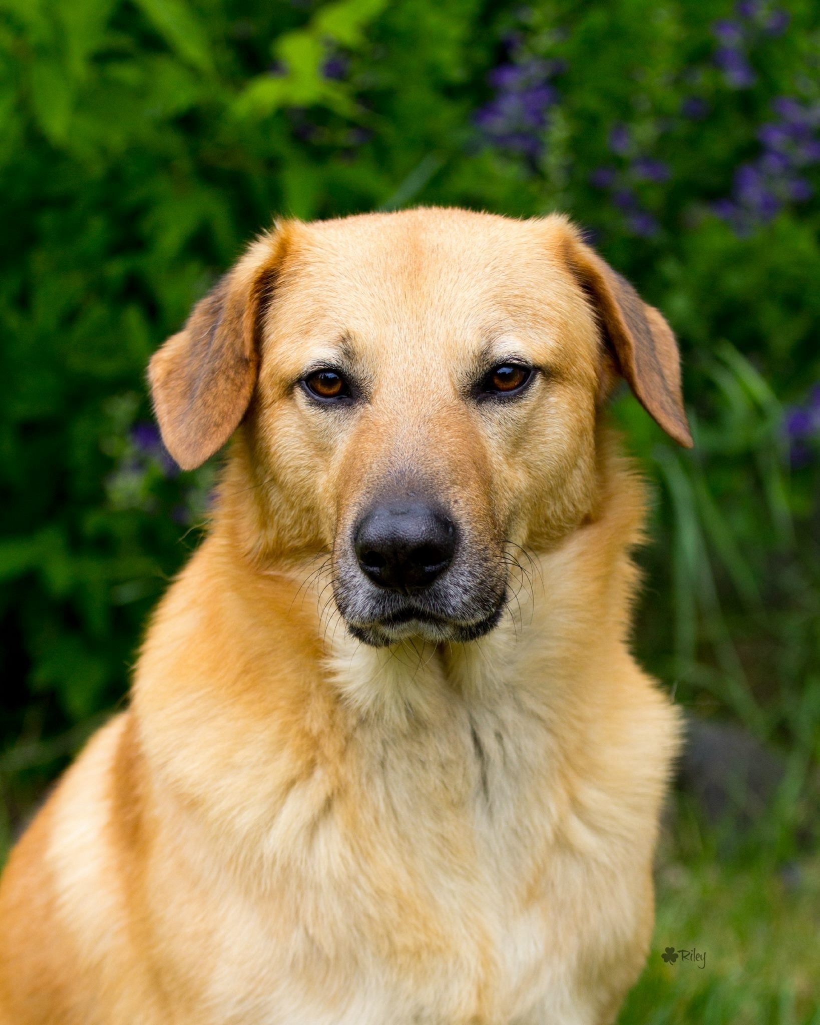 chinook dog portrait in front of a blooming bush