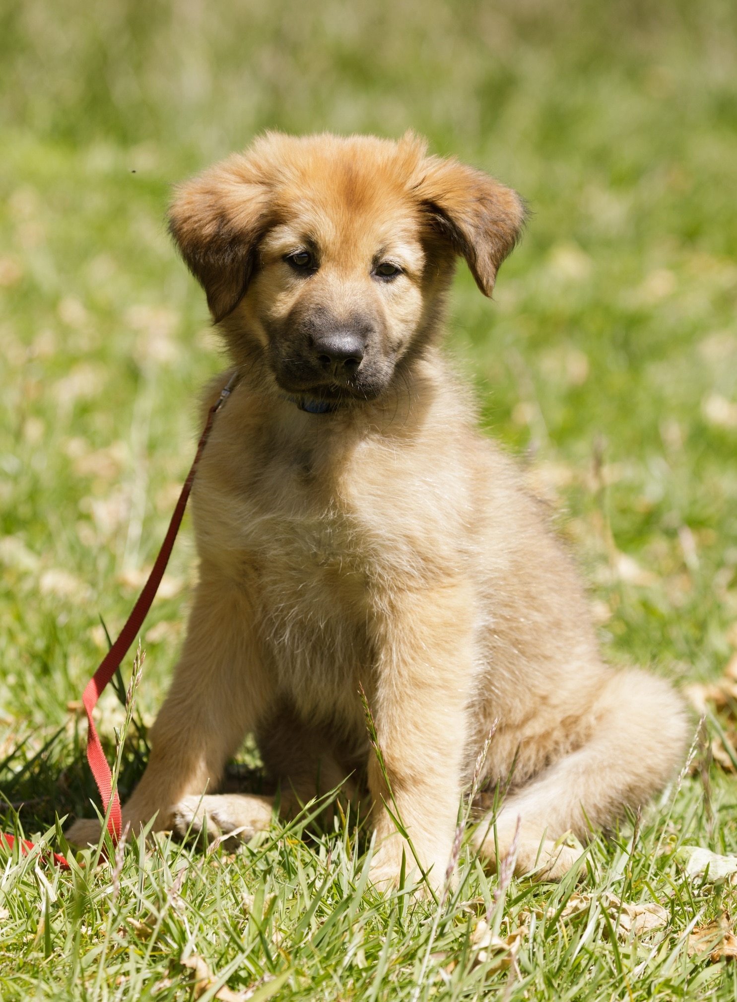 chinook puppy sitting while wearing a red leash