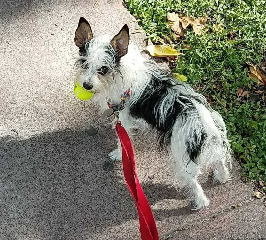 longhaired chipoo holding a ball