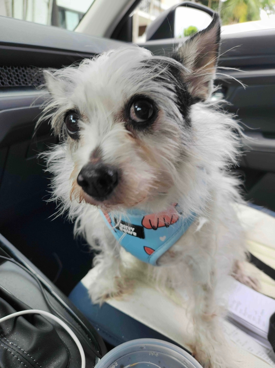 chipoo dog standing in the passenger seat of a car