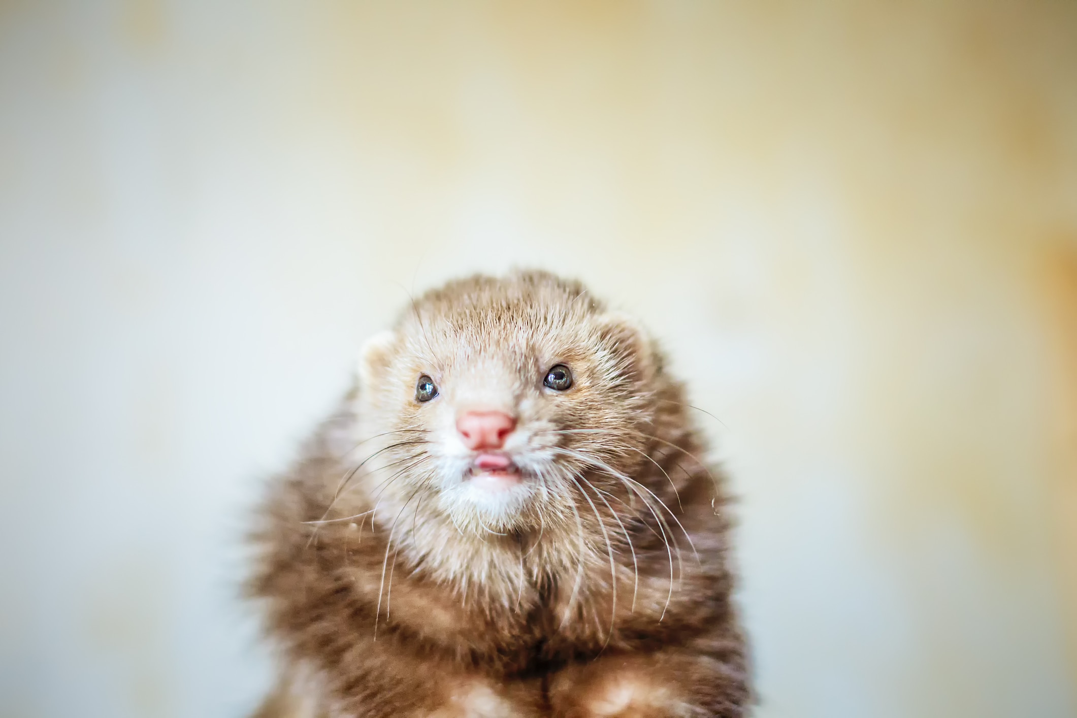 Chocolate ferret