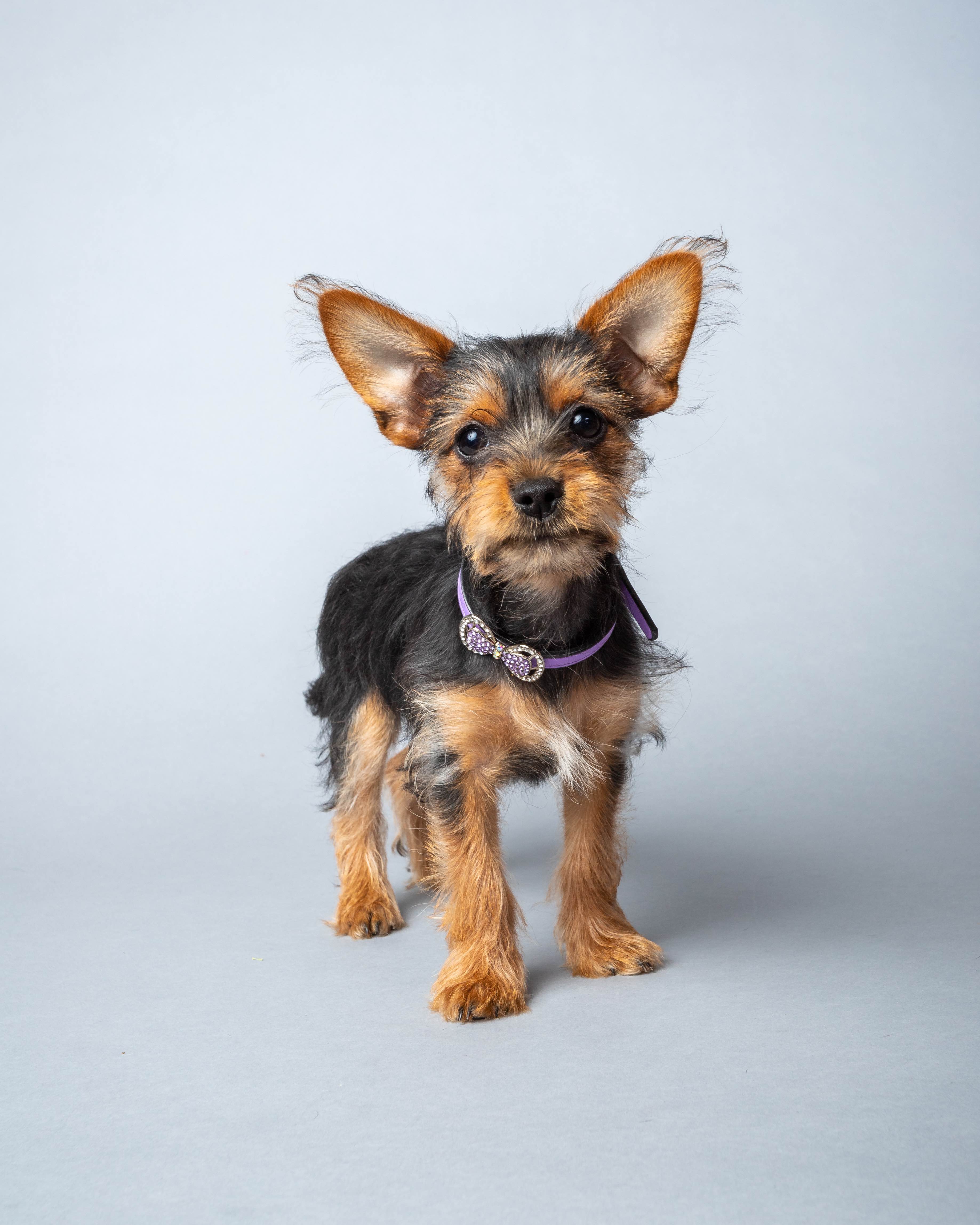 scruffy chorkie dog standing and looking at the camera