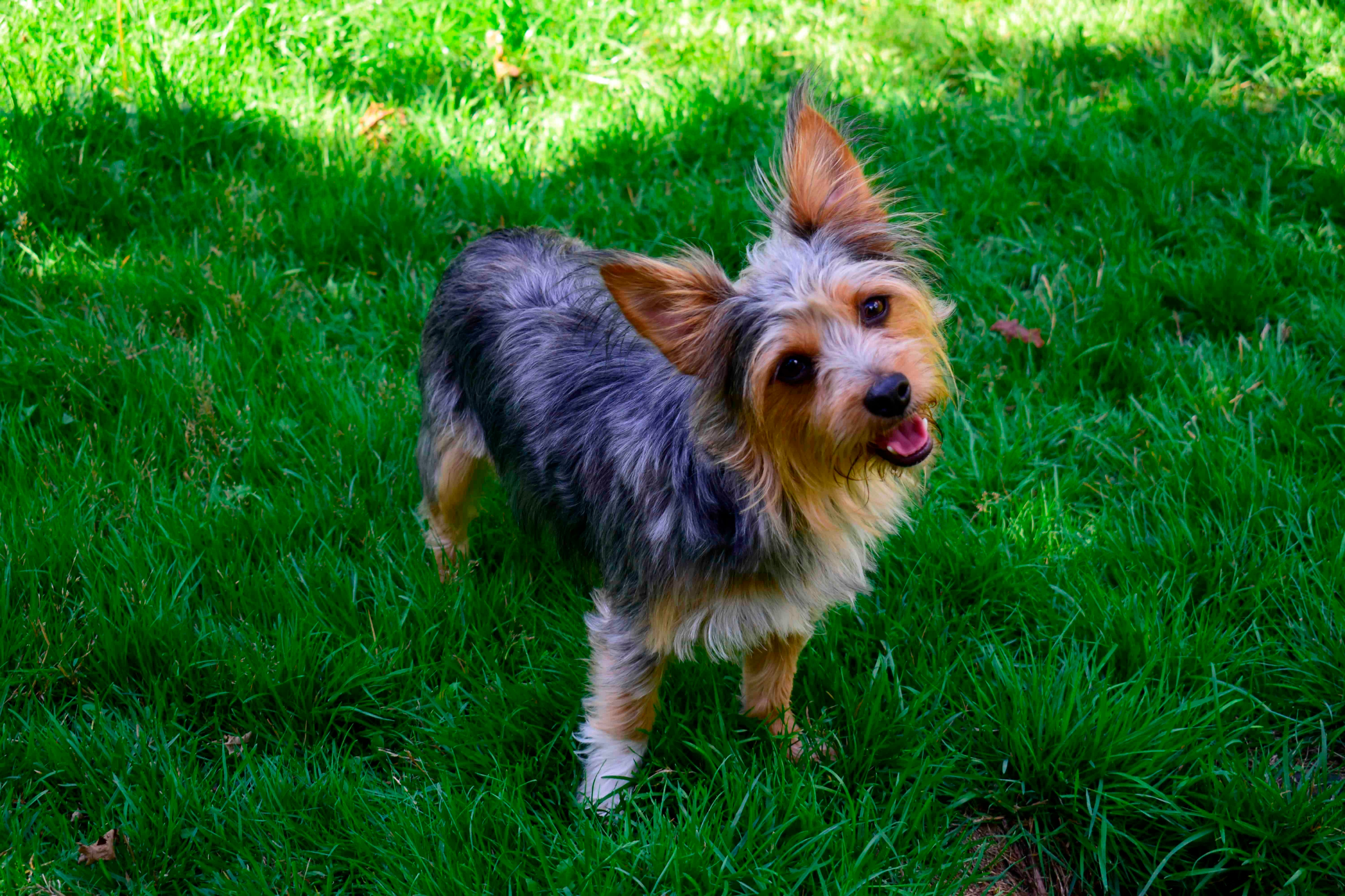 chorkie dog with perked up ears standing in grass with her head tilted