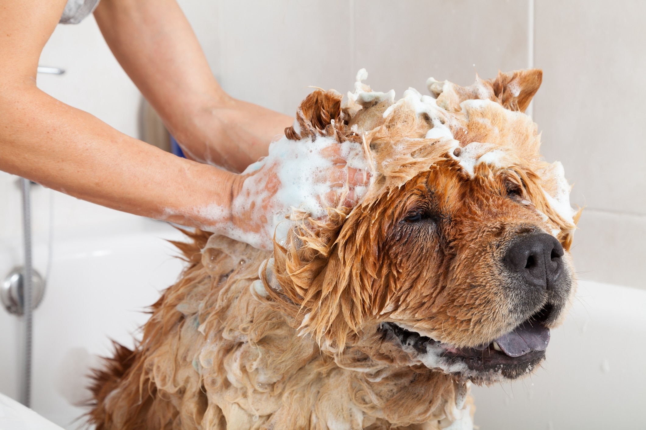 red chow chow getting a bath