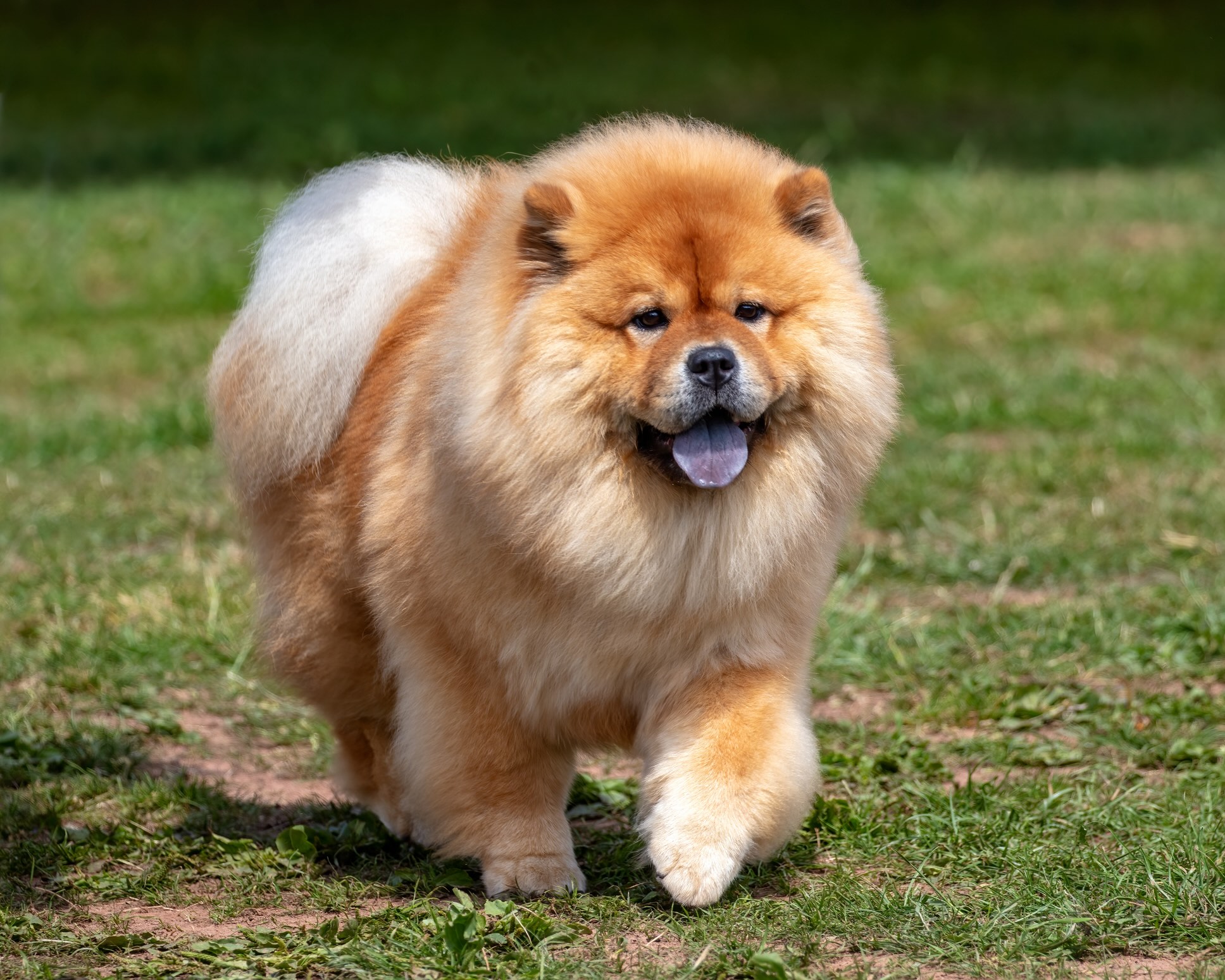 fluffy red chow chow walking across grass