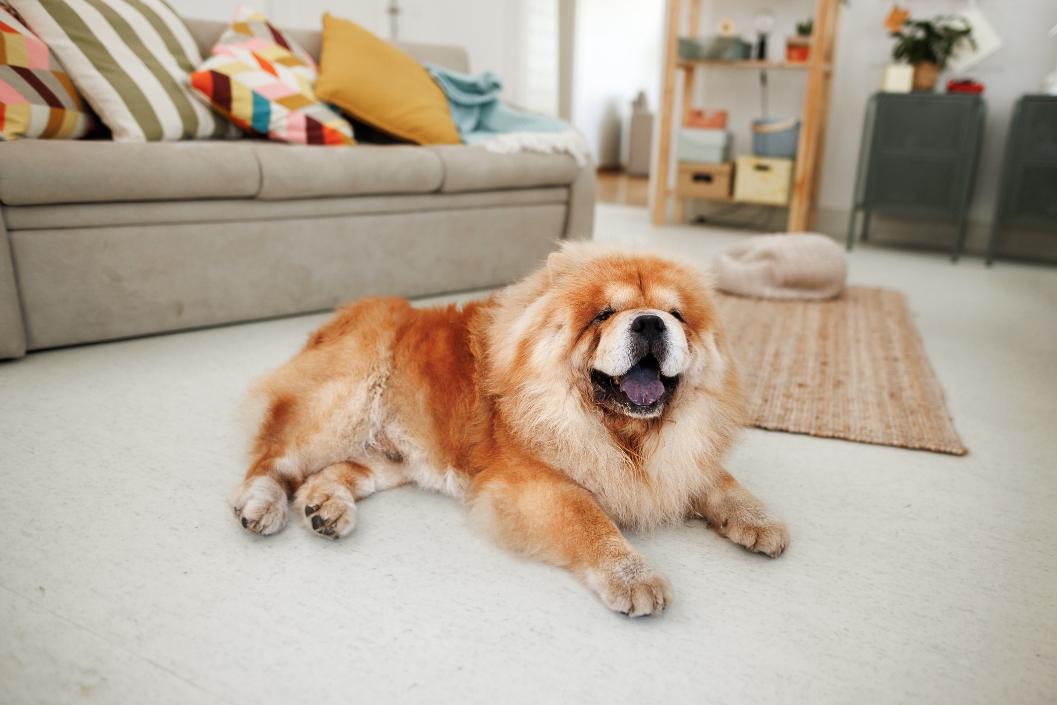 red chow chow lying on a living room floor