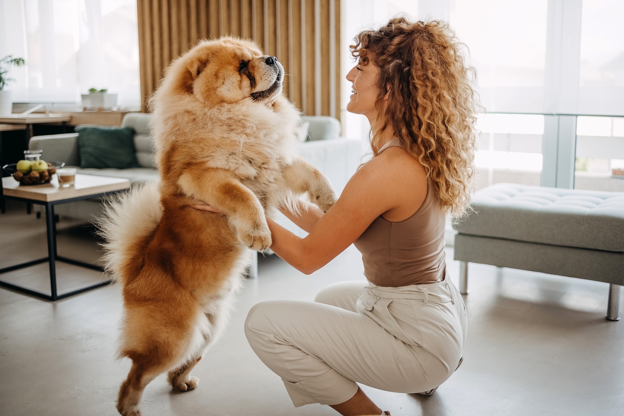 woman crouching and petting a red chow chow, which is standing on his hind legs