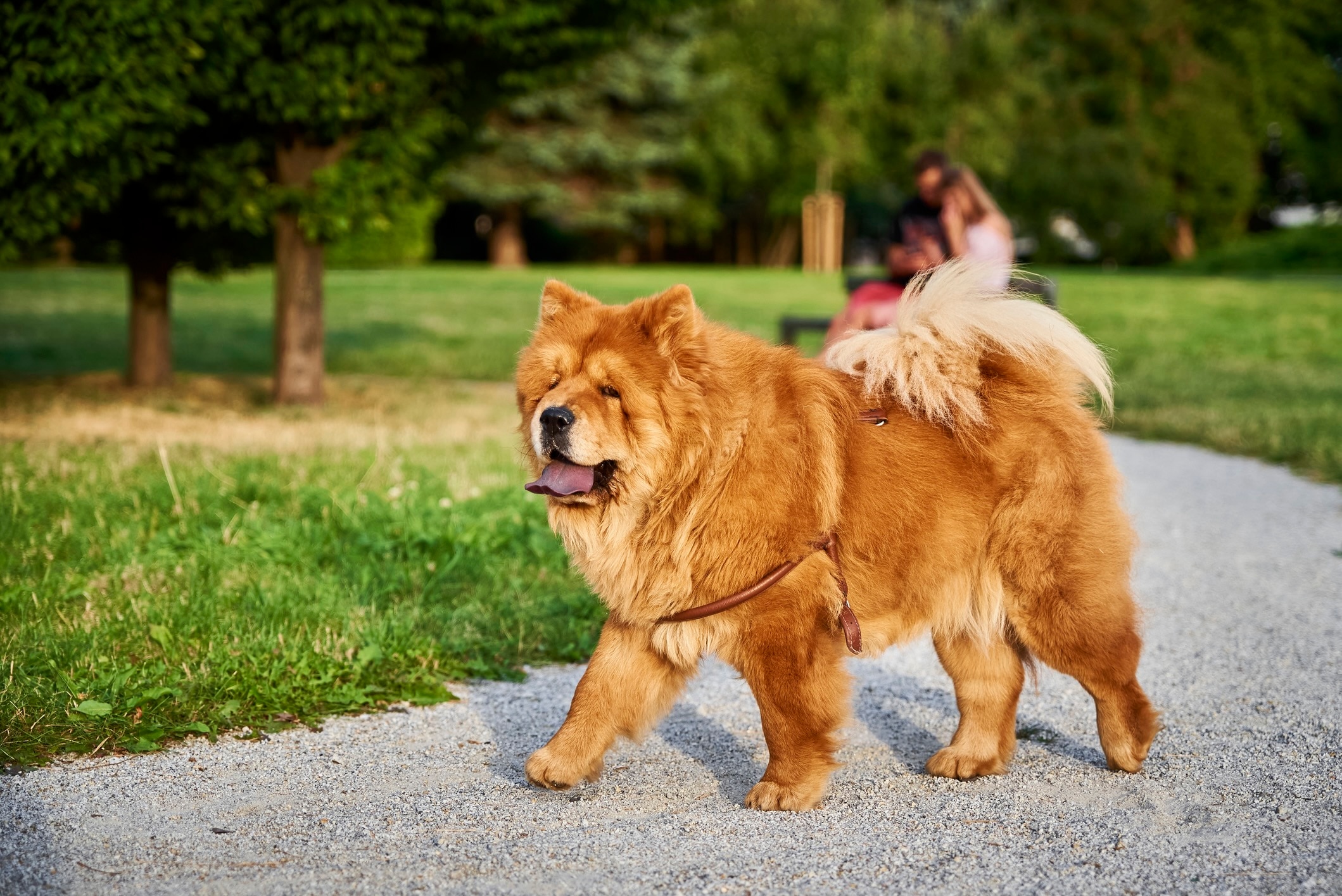 red chow chow walking through a park and wearing a harness