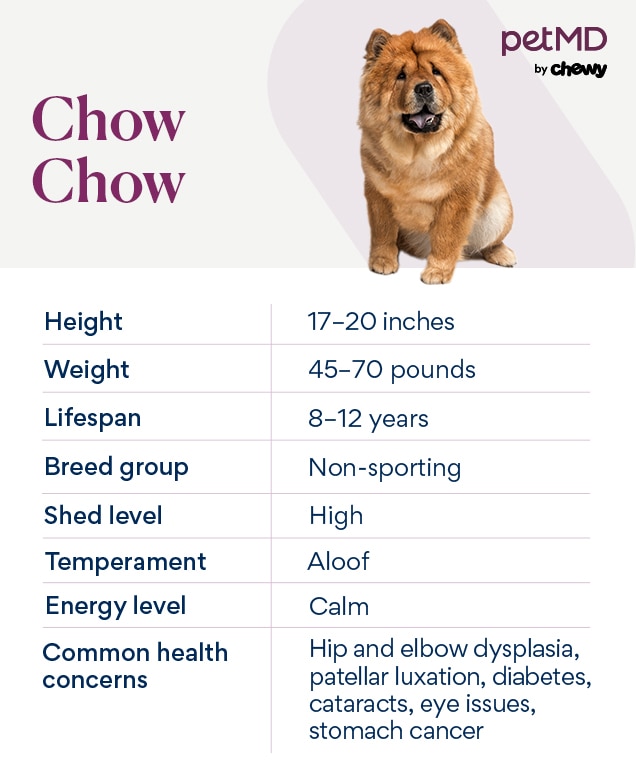 chart depicting a chow chow dog breed's characteristics