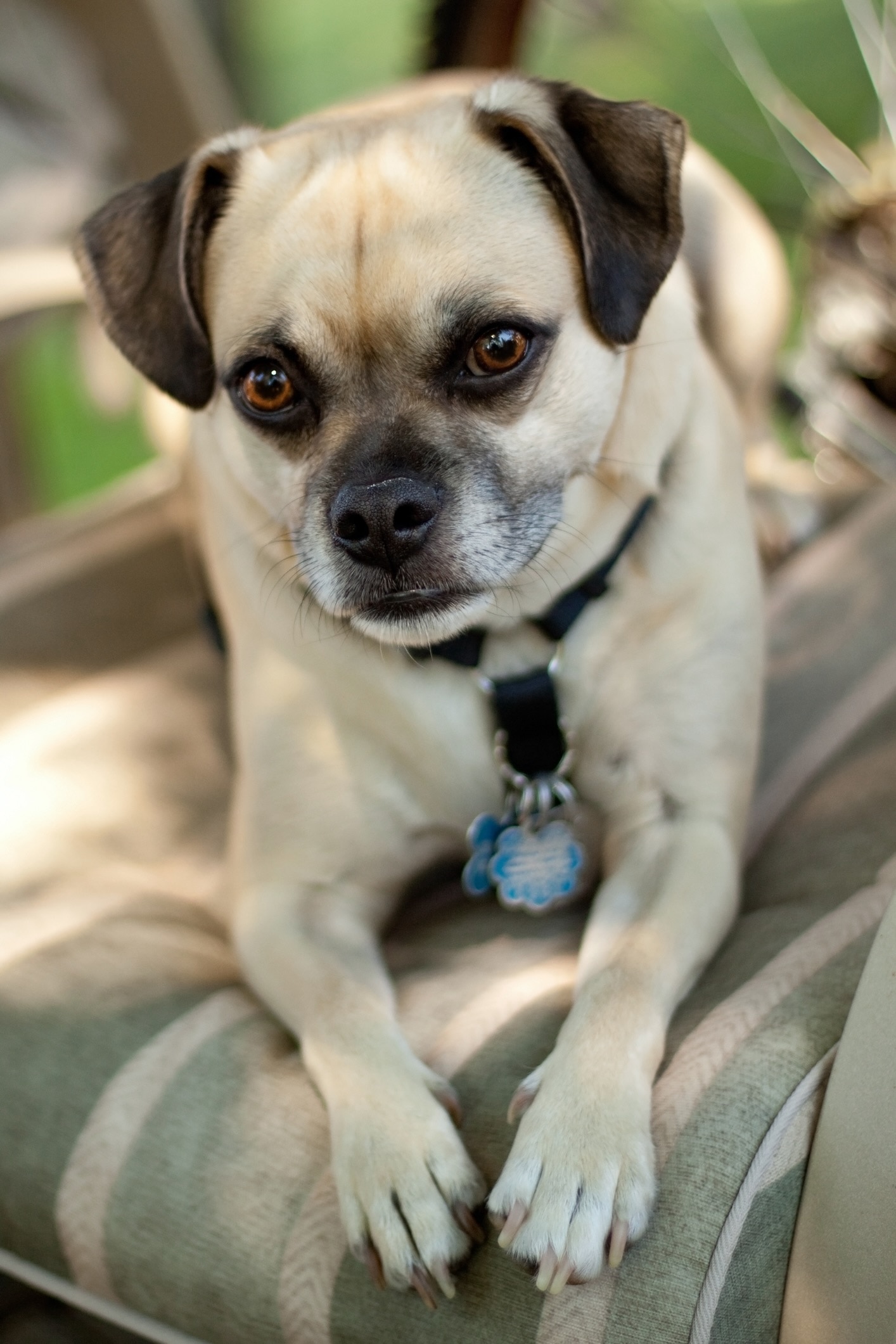 tan-colored pug dog lying on a patio chair 