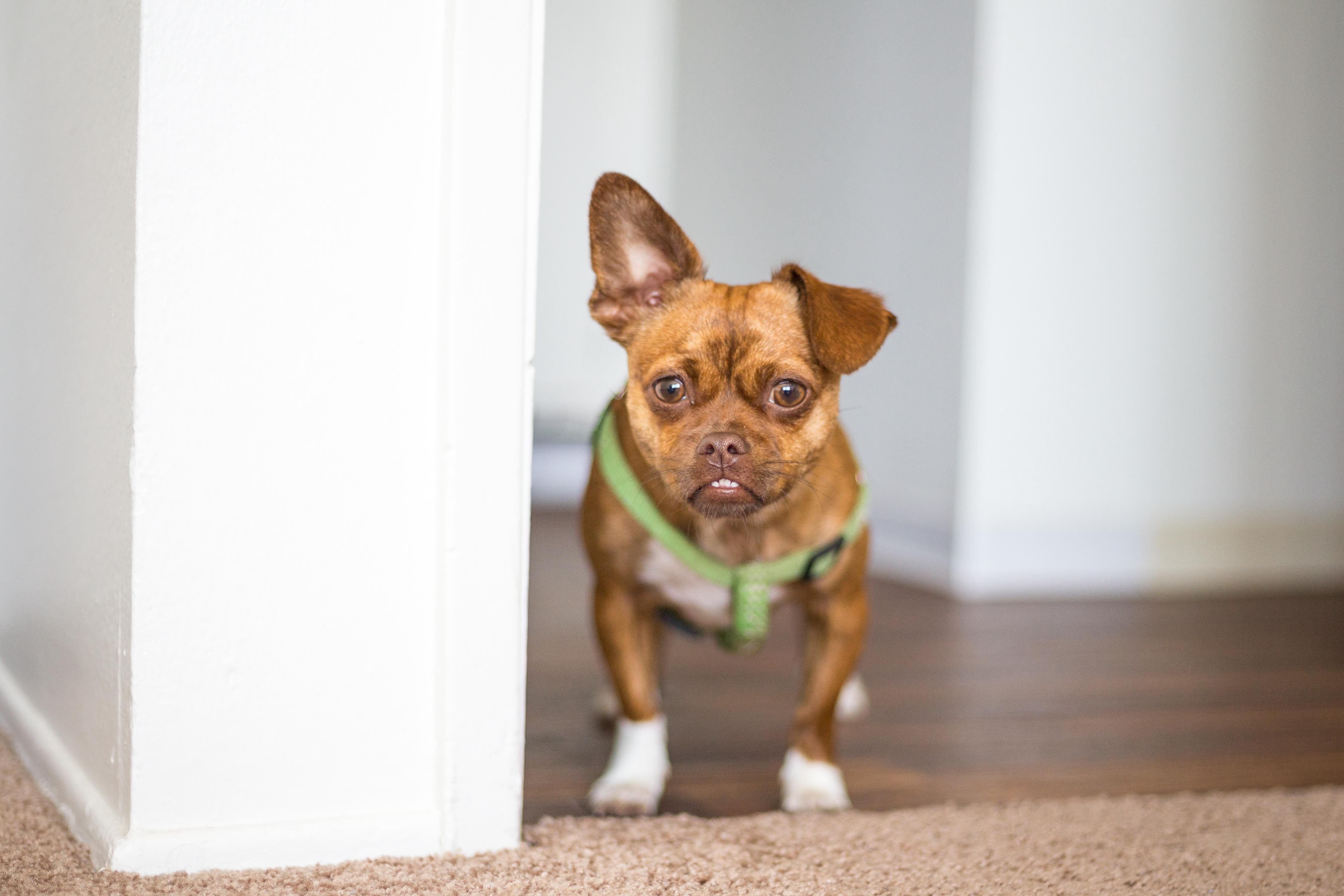 brown chug dog wearing a green harness standing in a hallway