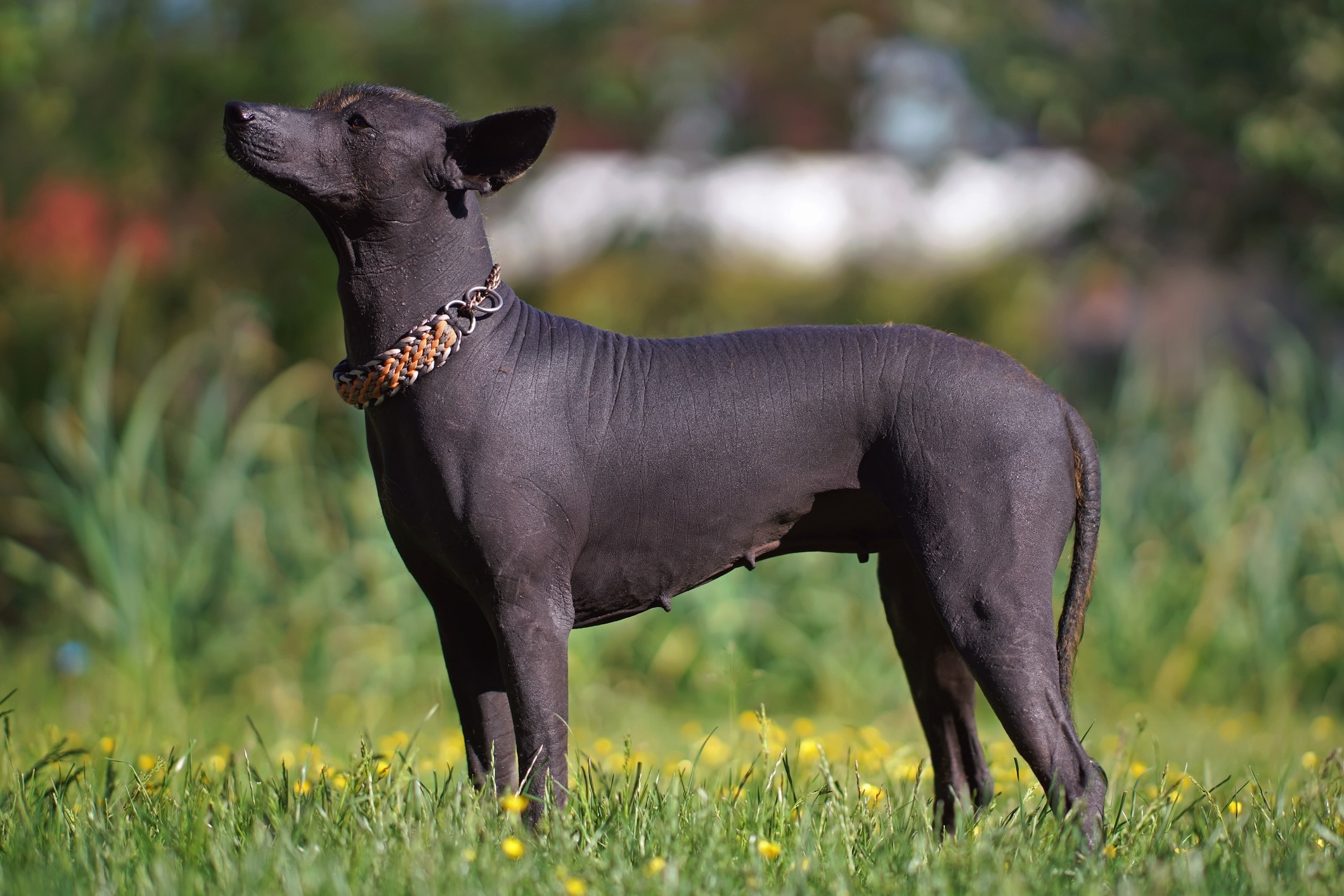 black mexican hairless dog standing in grass and looking up