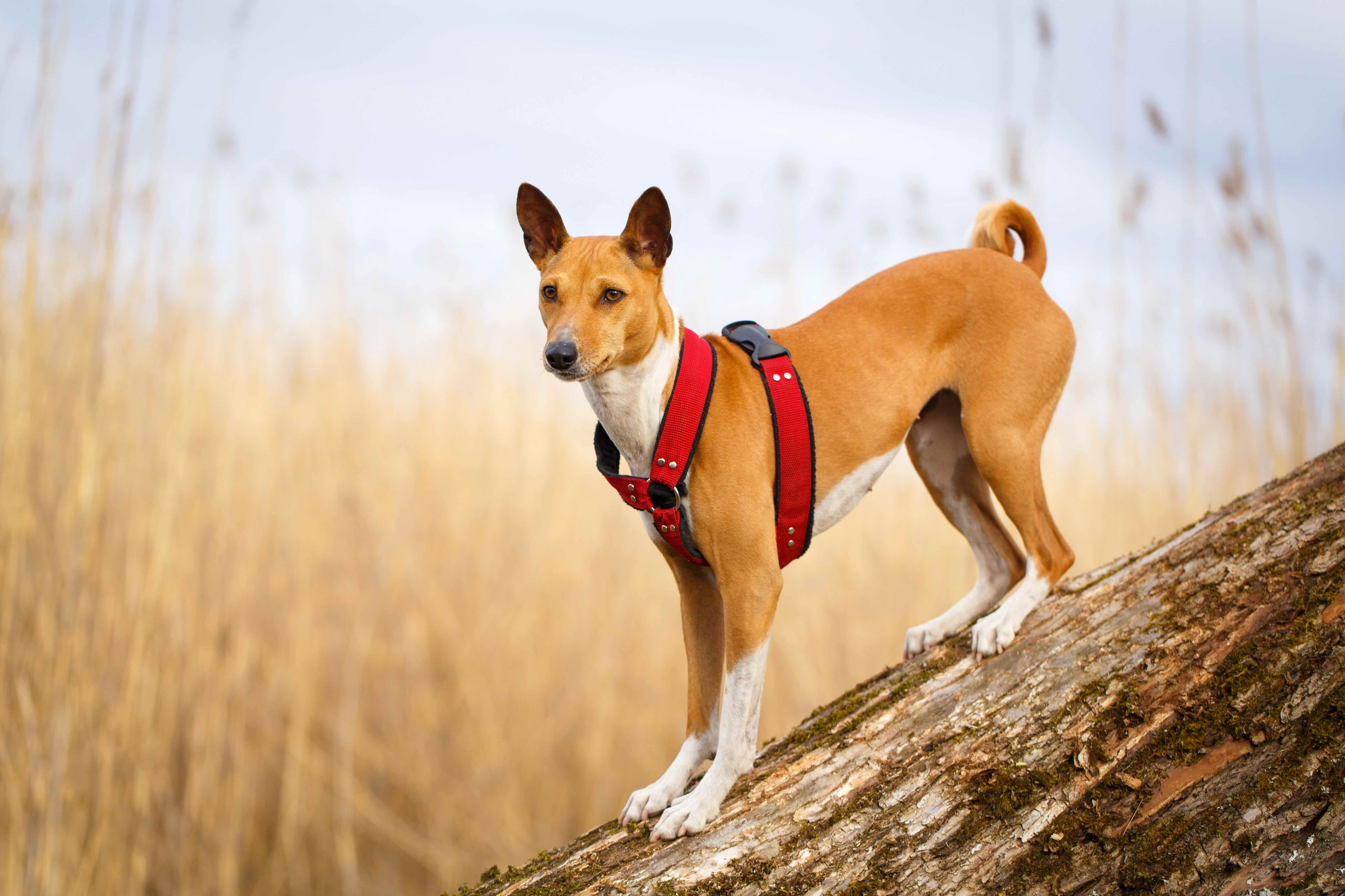 white and red basenji standing on a log and wearing a red harness