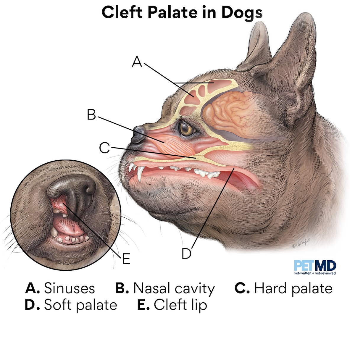 can a dog have a cleft lip