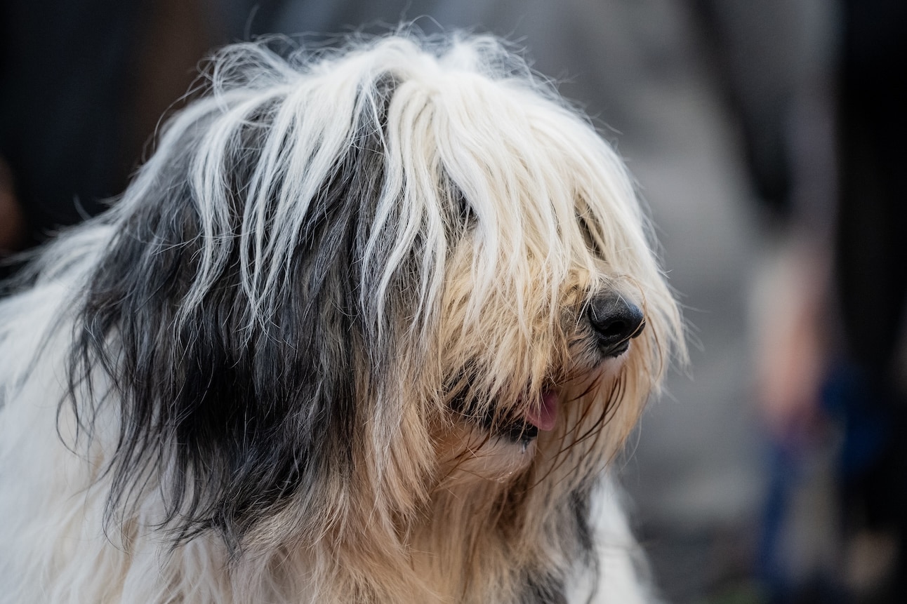 closeup of a shaggy polish lowland sheepdog