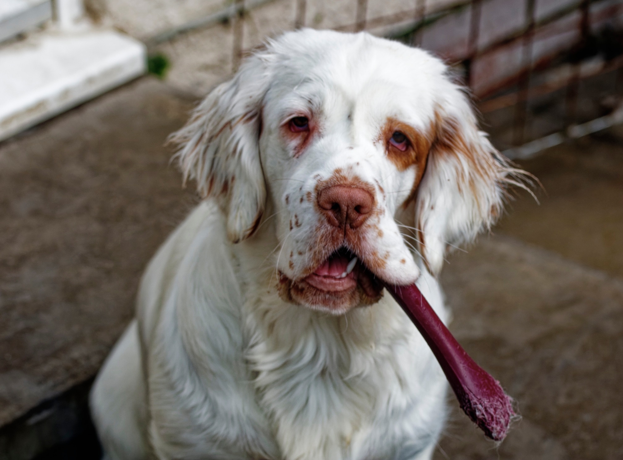 close-up of a clumber spaniel's head with a big bone in his mouth