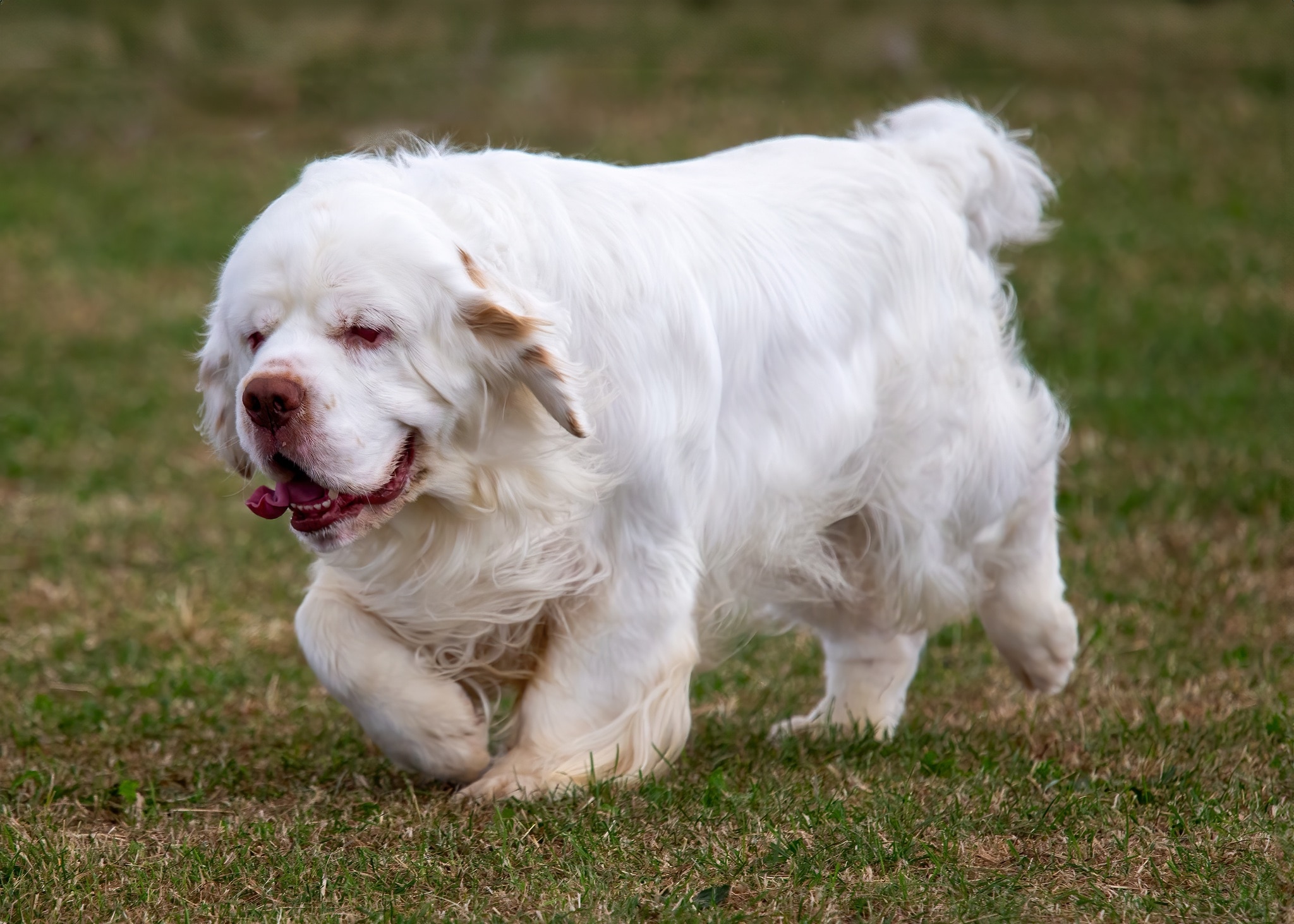 clumber spaniel trotting through grass with his tongue hanging out