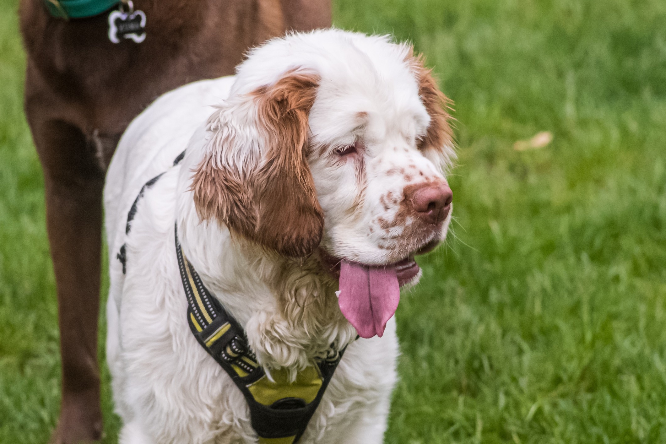 Clumber Spaniel portant une harcèlement avec sa langue de langue OUT 