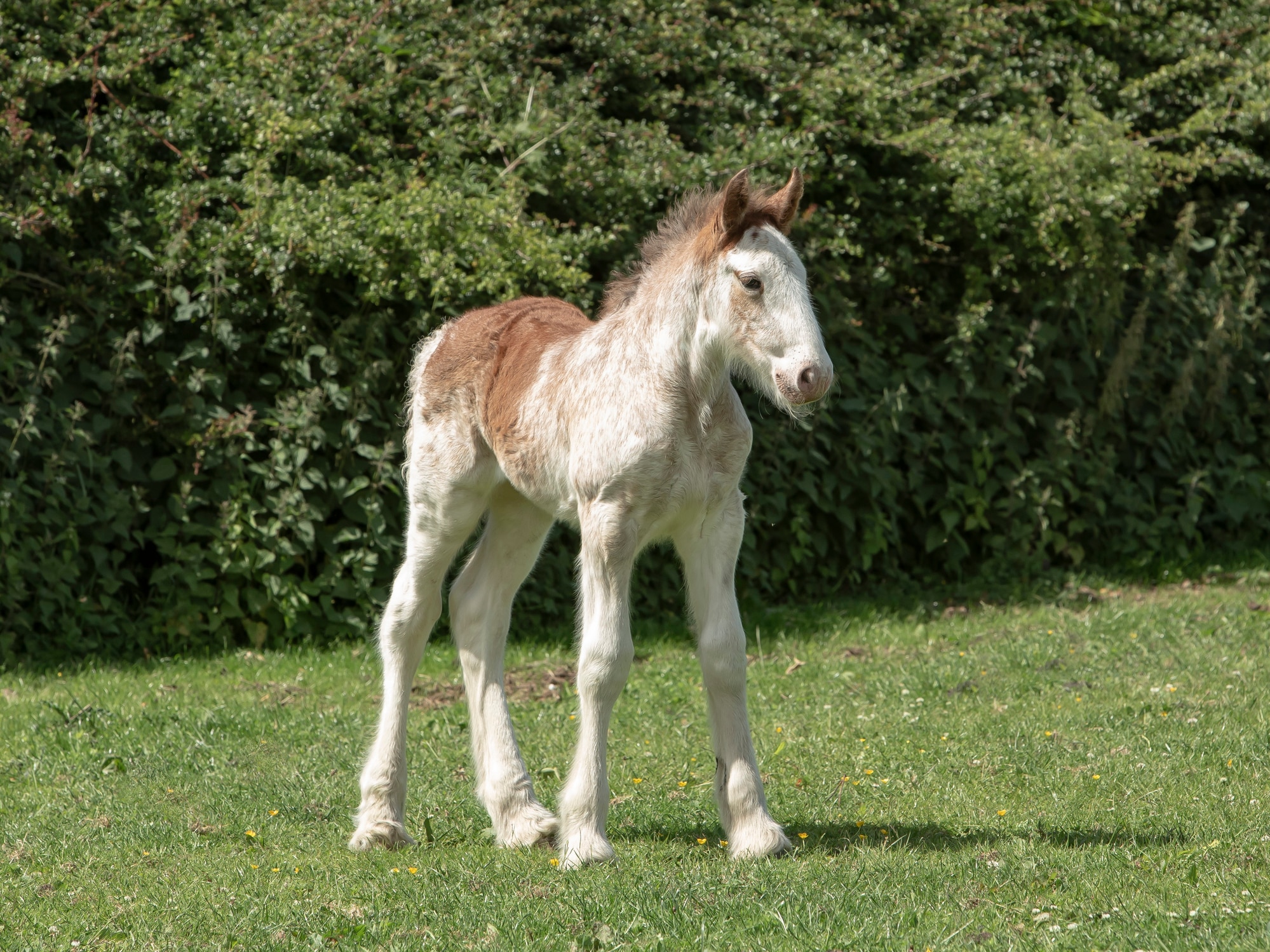 Clydesdale foal