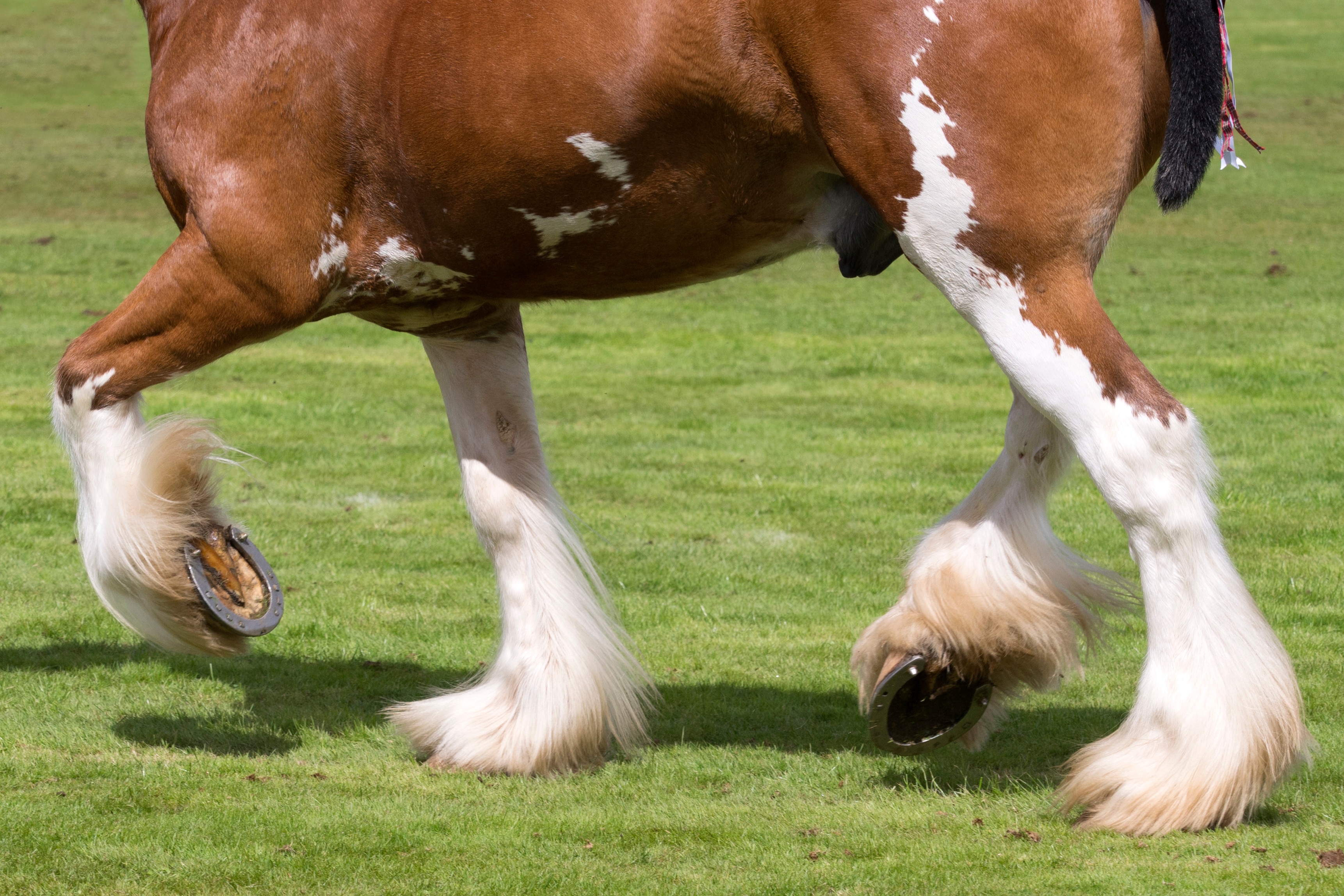 Clydesdale hooves