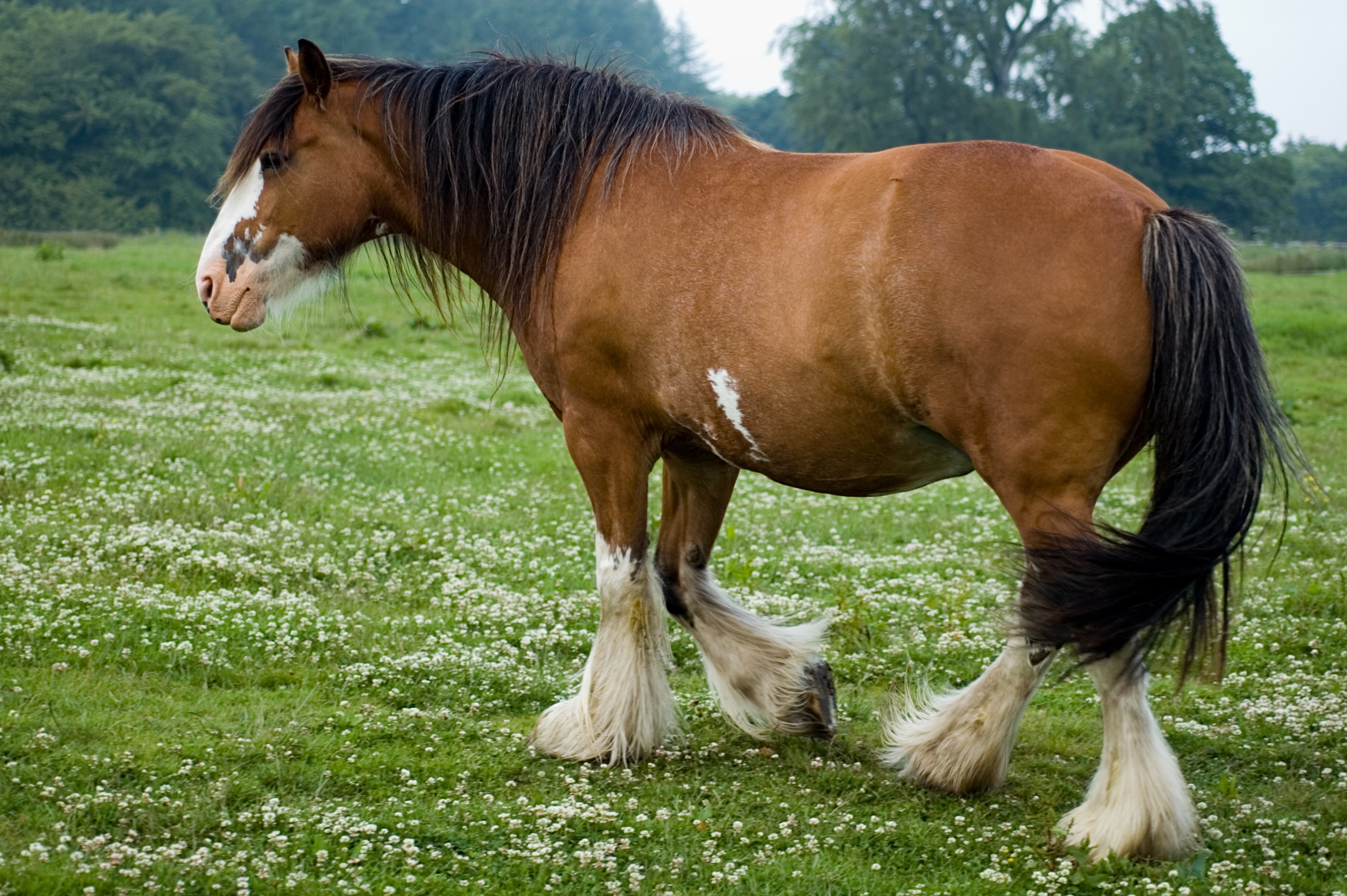 Clydesdale walking in meadow