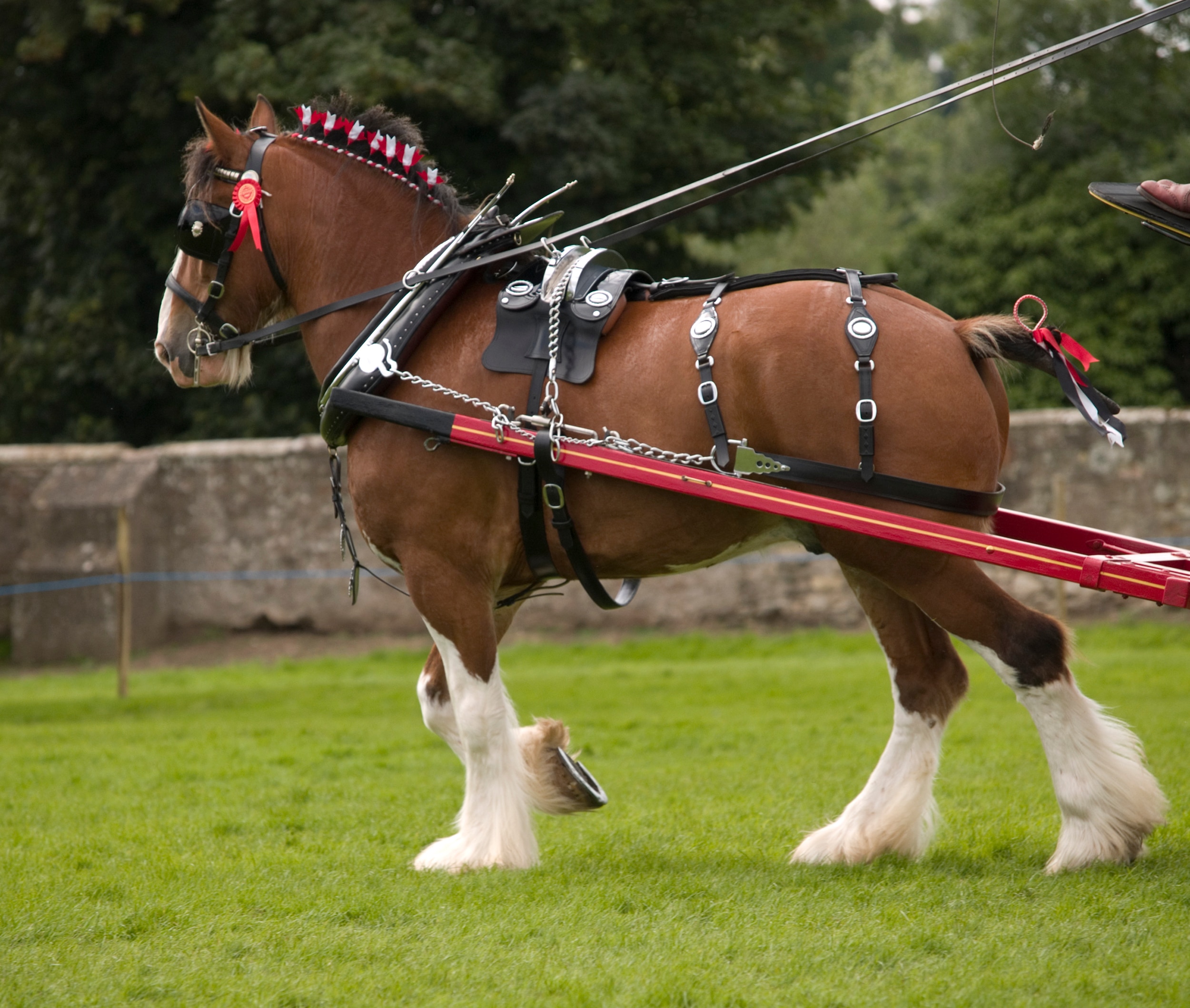 Clydesdale driven in harness