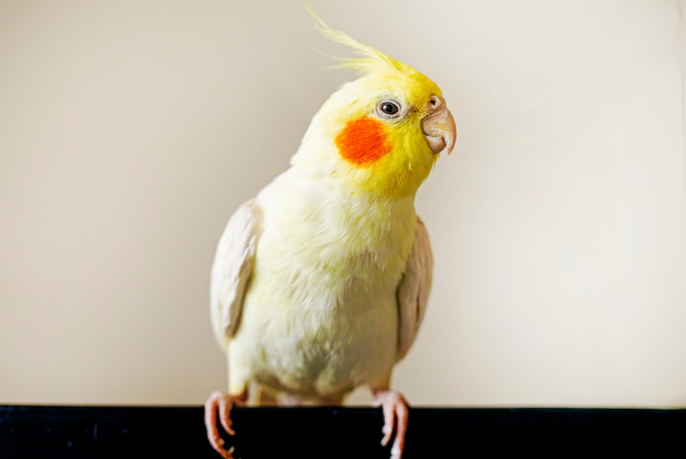 Cockatiel looking at camera