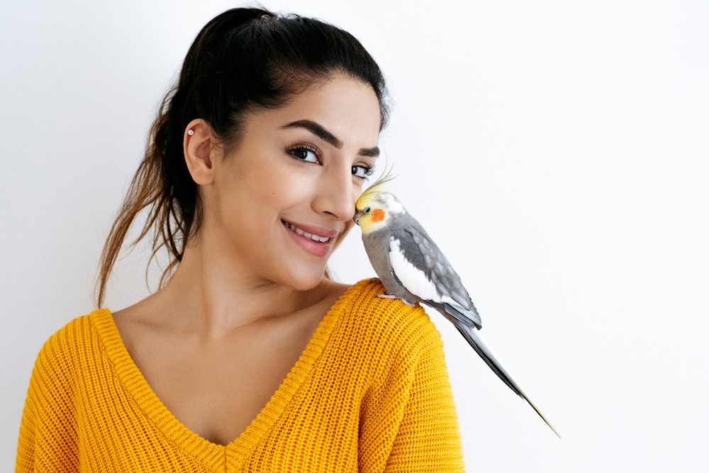 Cockatiel interacting with pet parent